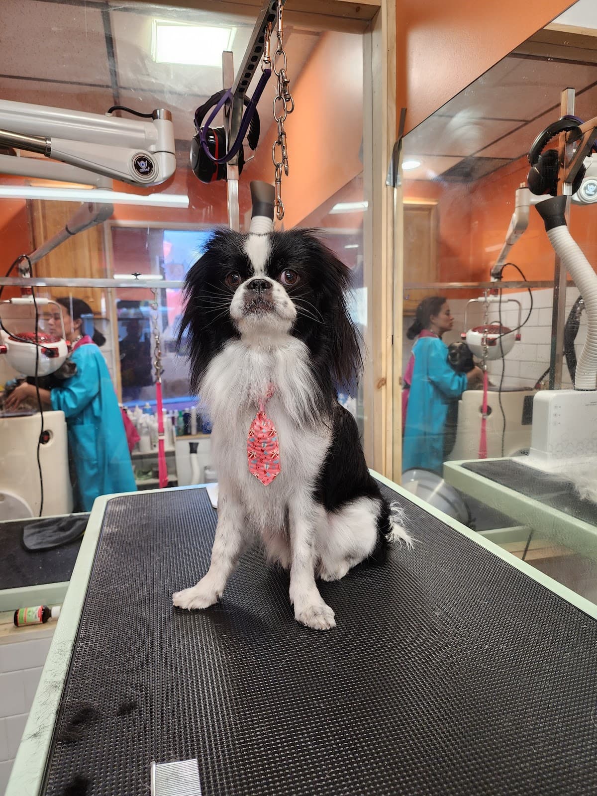Astoria Holistic Pets Spa - Pet groomer in Astoria, NY