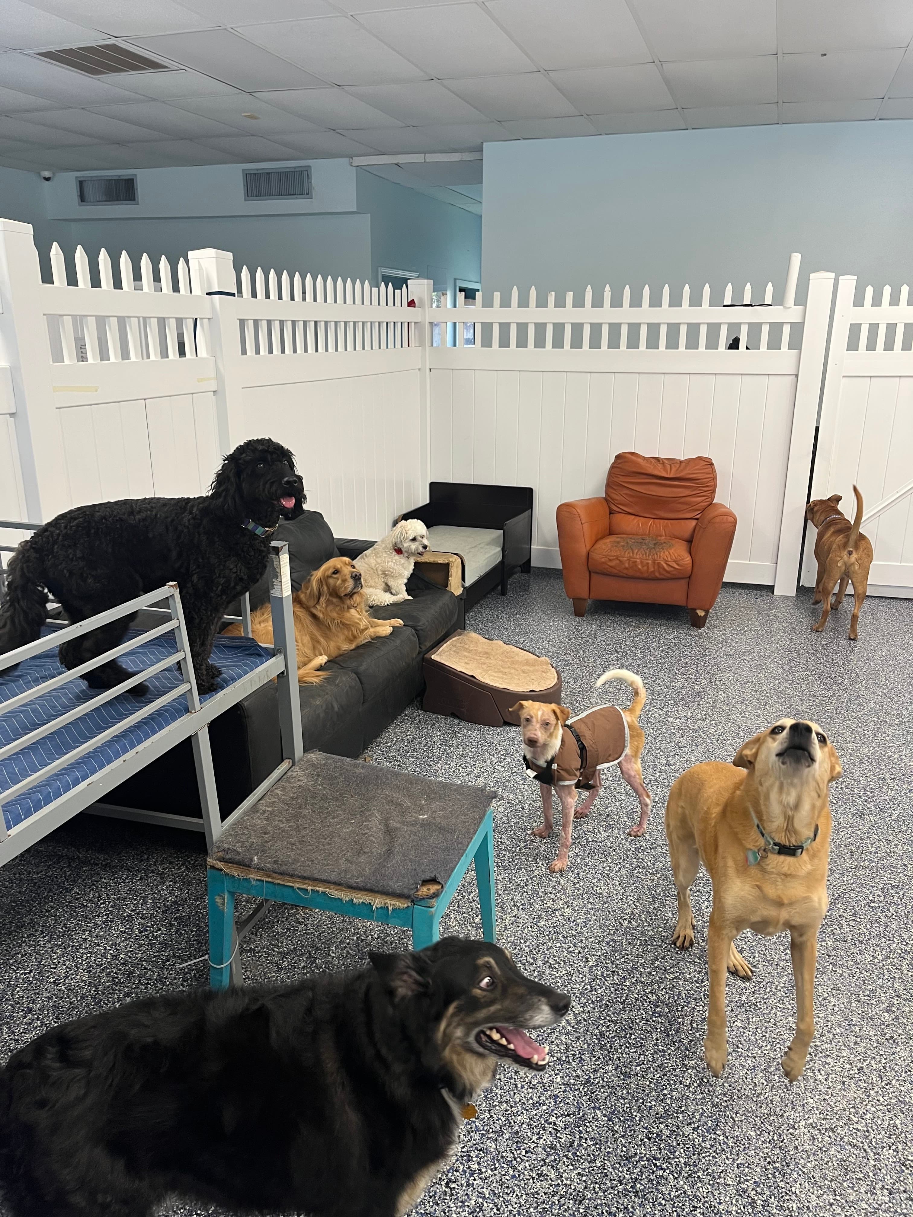 Paws Paradise Fur Life - Pet groomer in Tampa, FL