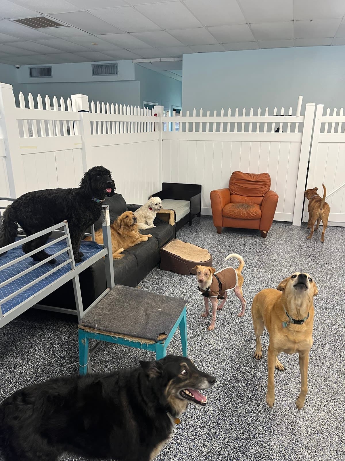 Paws Paradise Fur Life - Pet groomer in Tampa, FL