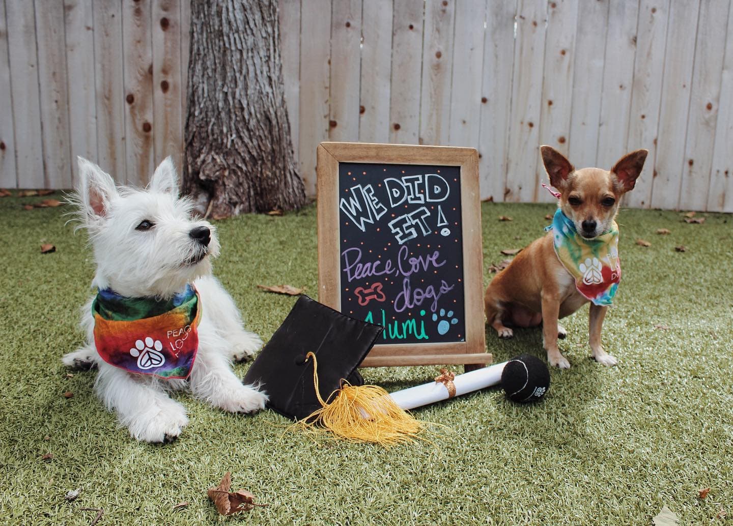 Peace Love Dogs - Pet groomer in Houston, TX