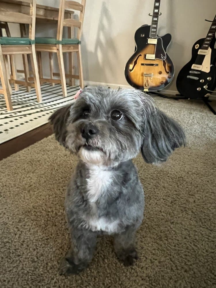Sunny Paws Plus - Pet groomer in Carmichael, CA