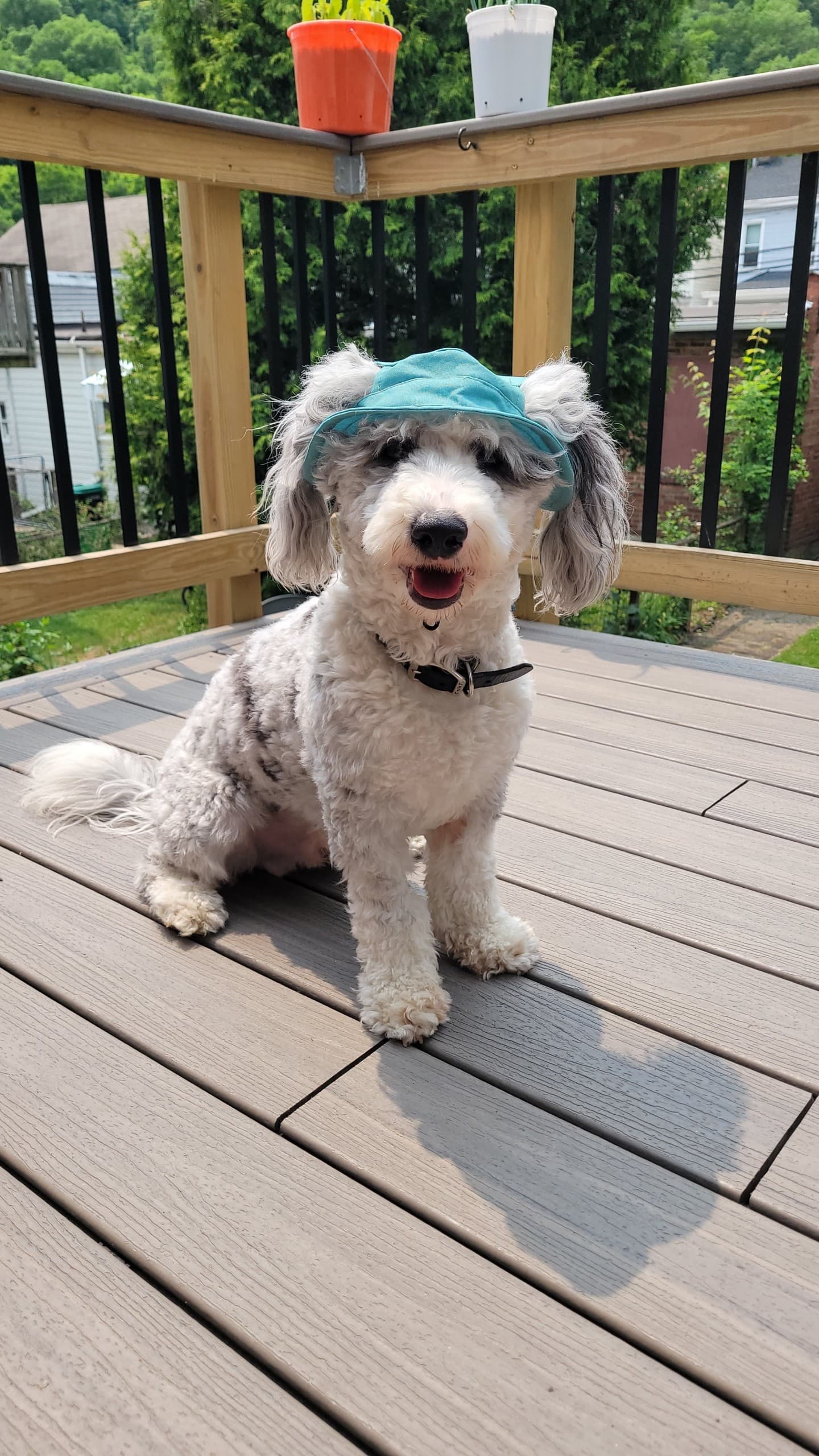 Shedquarters Self Pet Wash & Pet Supplies - Pet groomer in Pittsburgh, PA