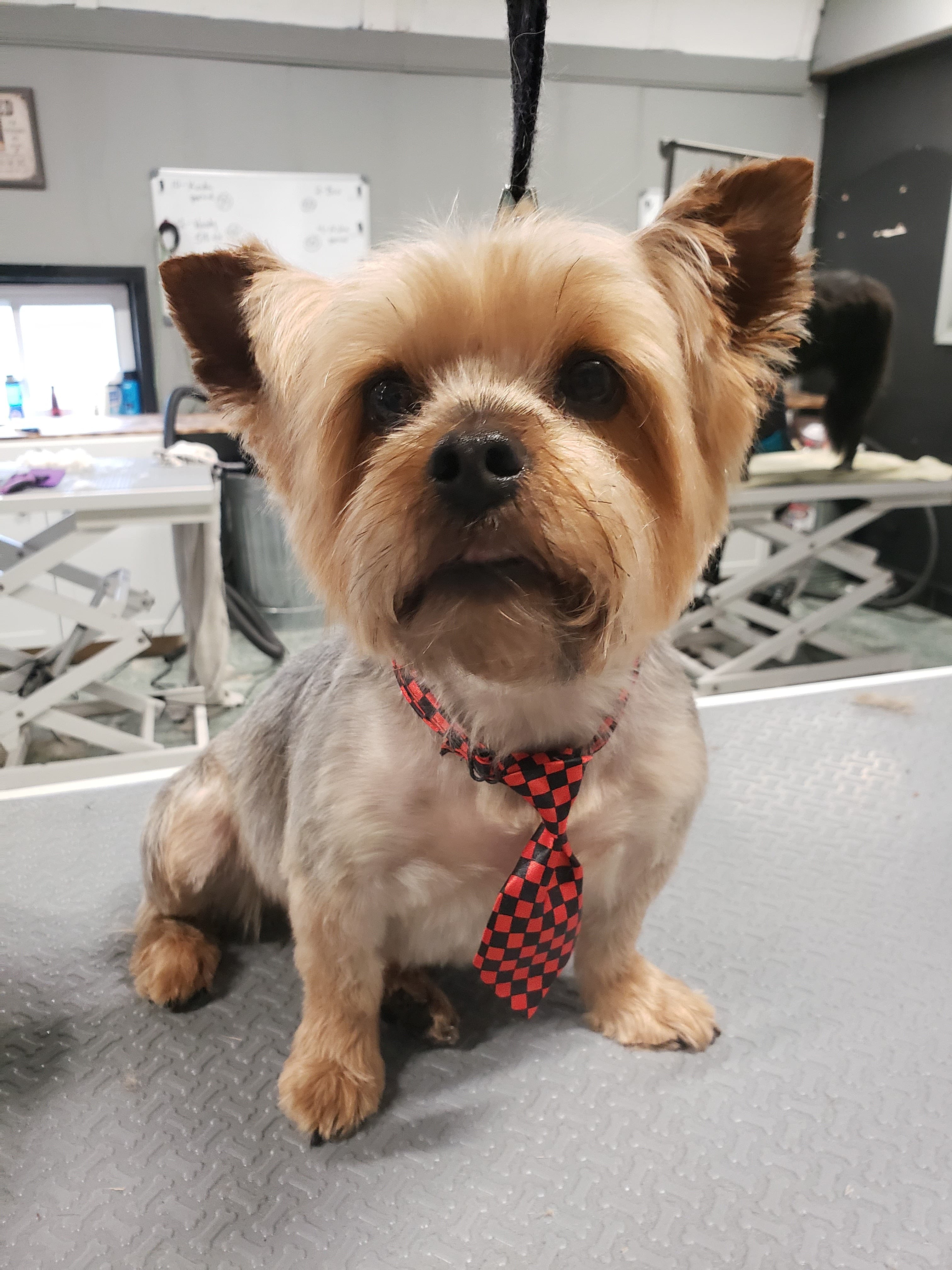 Tara's Pet Boutique - Mason - Pet groomer in Cincinnati, OH