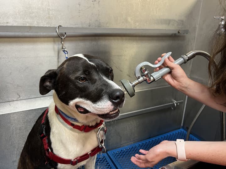 Feeders Pet Supply Pet Wash - Pet groomer in Cincinnati, OH