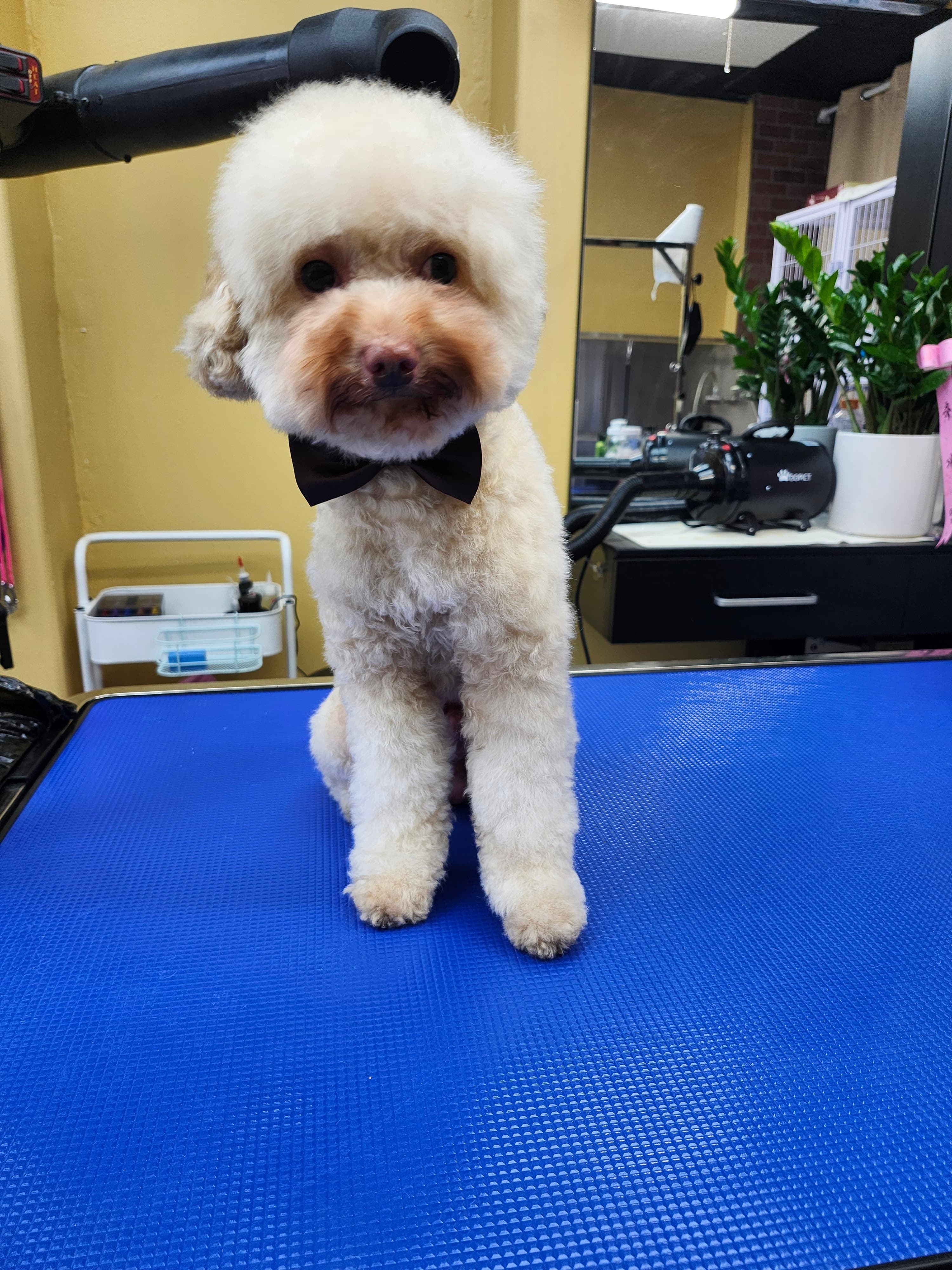 Bark Woof Dog Grooming 애견 미용 LA - Pet groomer in Los Angeles, CA