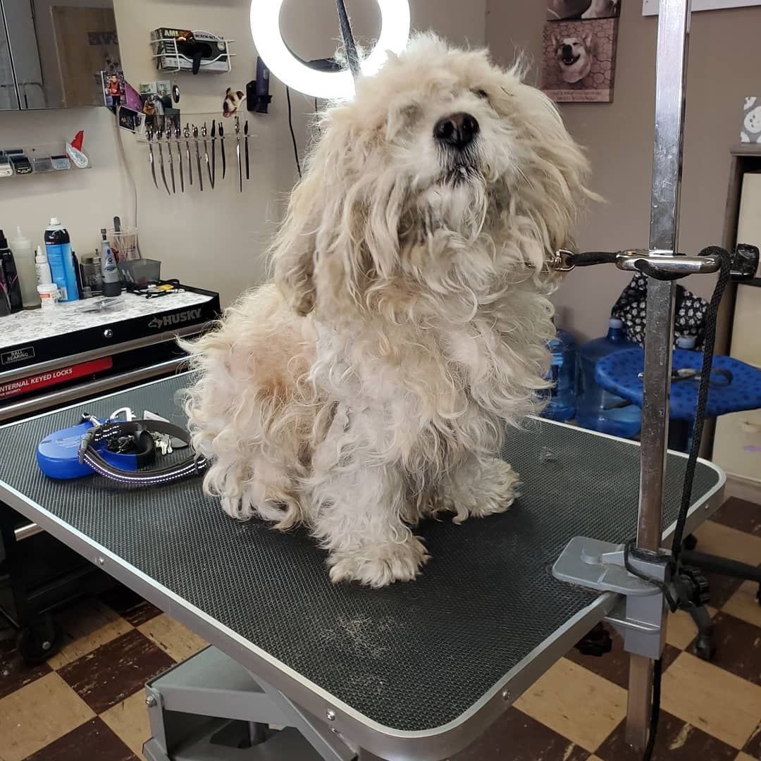 Uncle Paws Grooming Salon - Pet groomer in Chicago, IL