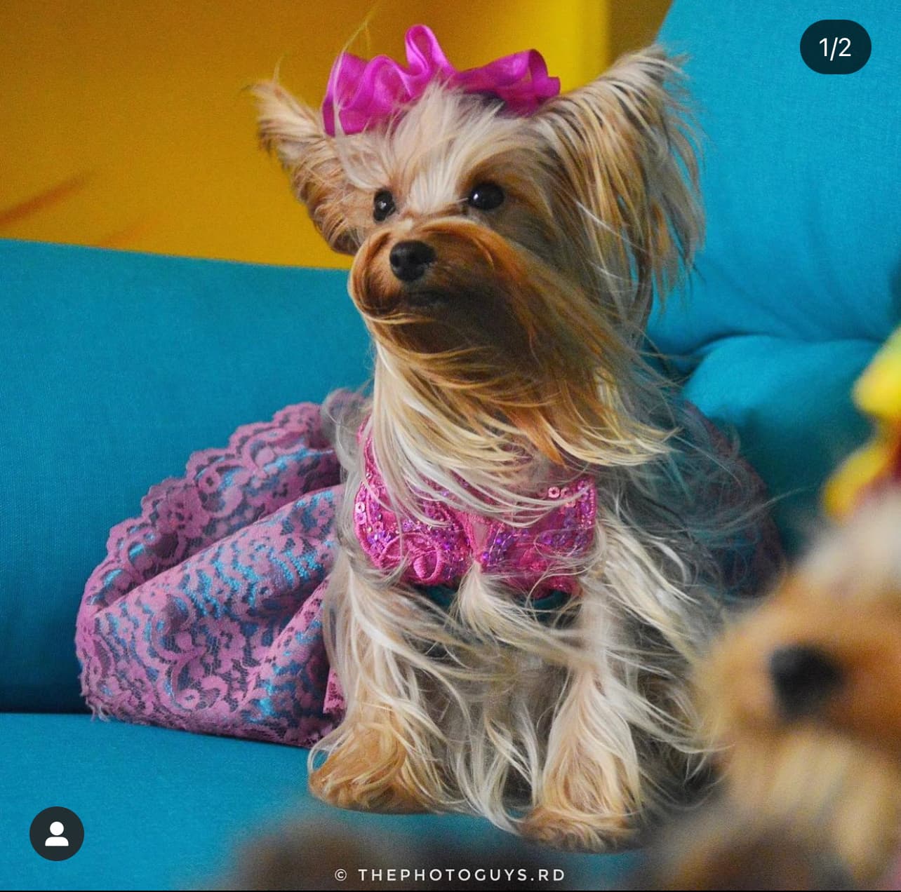 Gipsy PET Grooming - Pet groomer in Orlando, FL