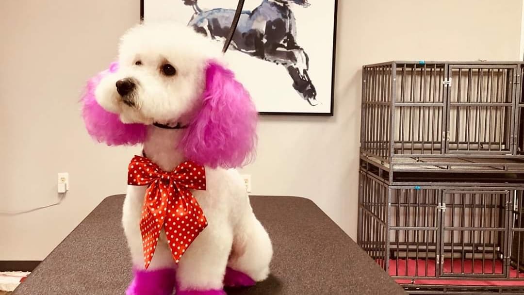 Hot Diggity Dog Grooming - Pet groomer in Carmel, IN