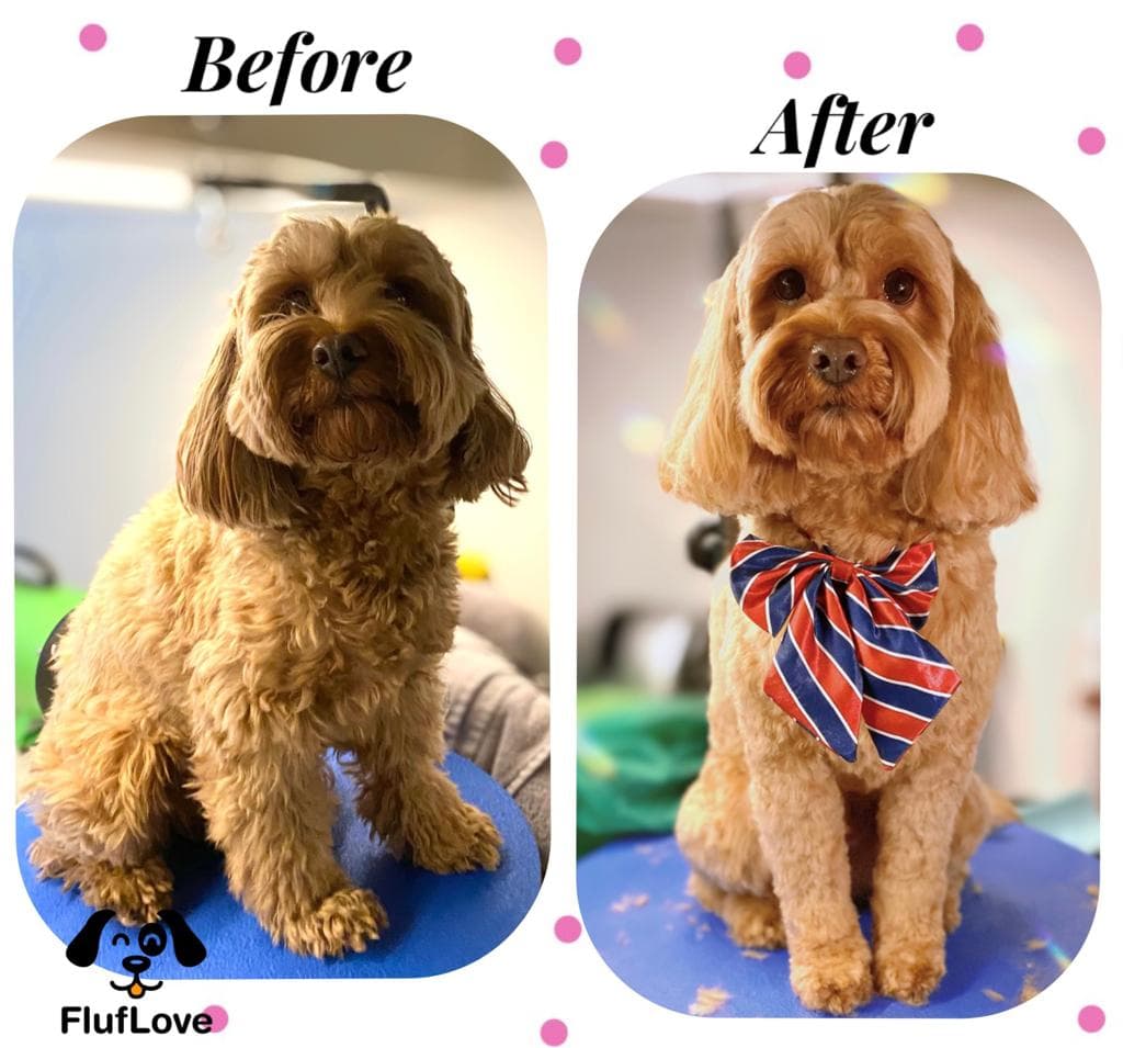 Best Dog Groomers Murray Hill - Pet groomer in New York, NY