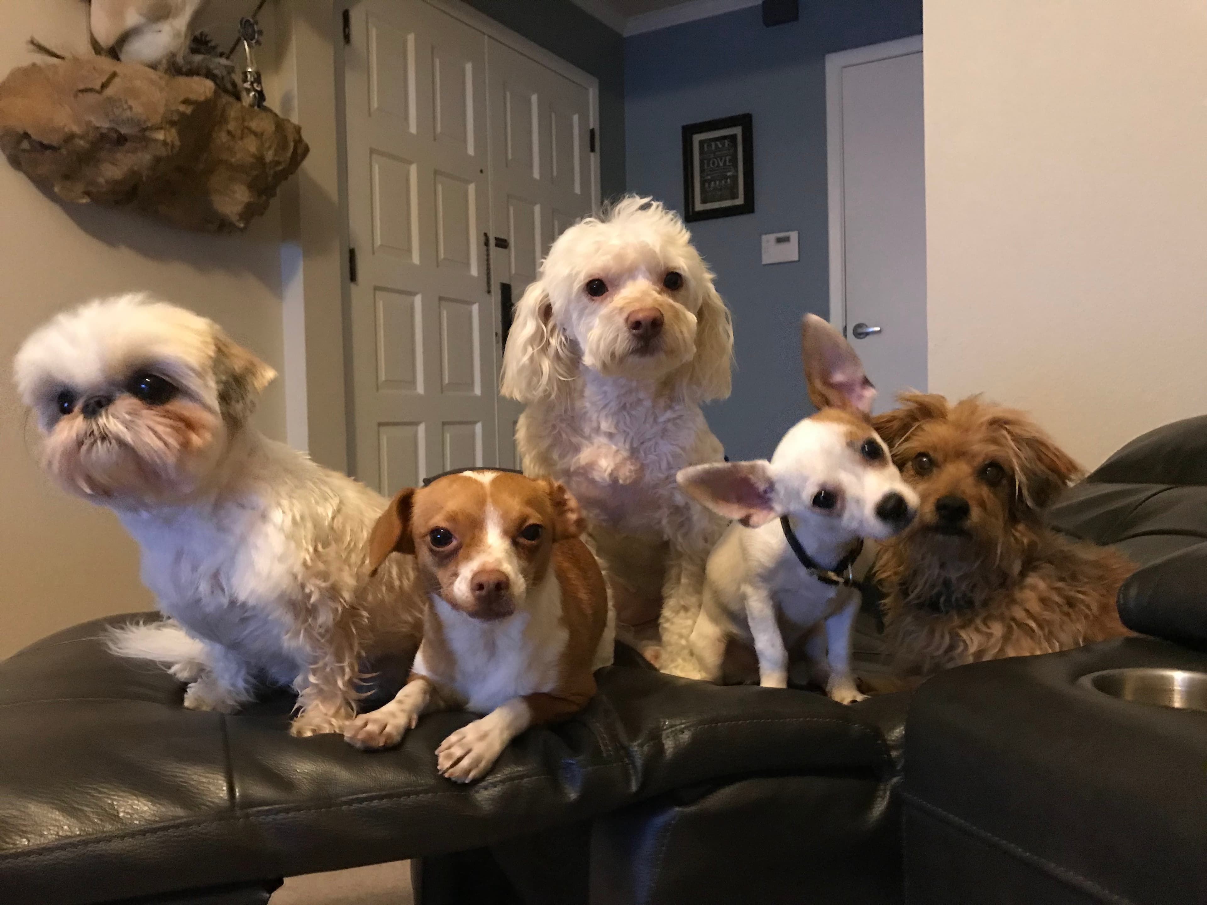 Urban Wag Pet Spa - Pet groomer in Phoenix, AZ