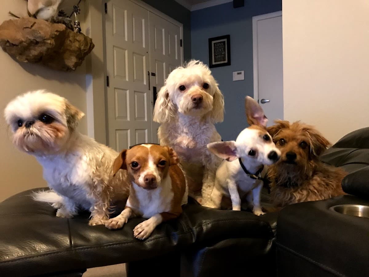 Urban Wag Pet Spa - Pet groomer in Phoenix, AZ