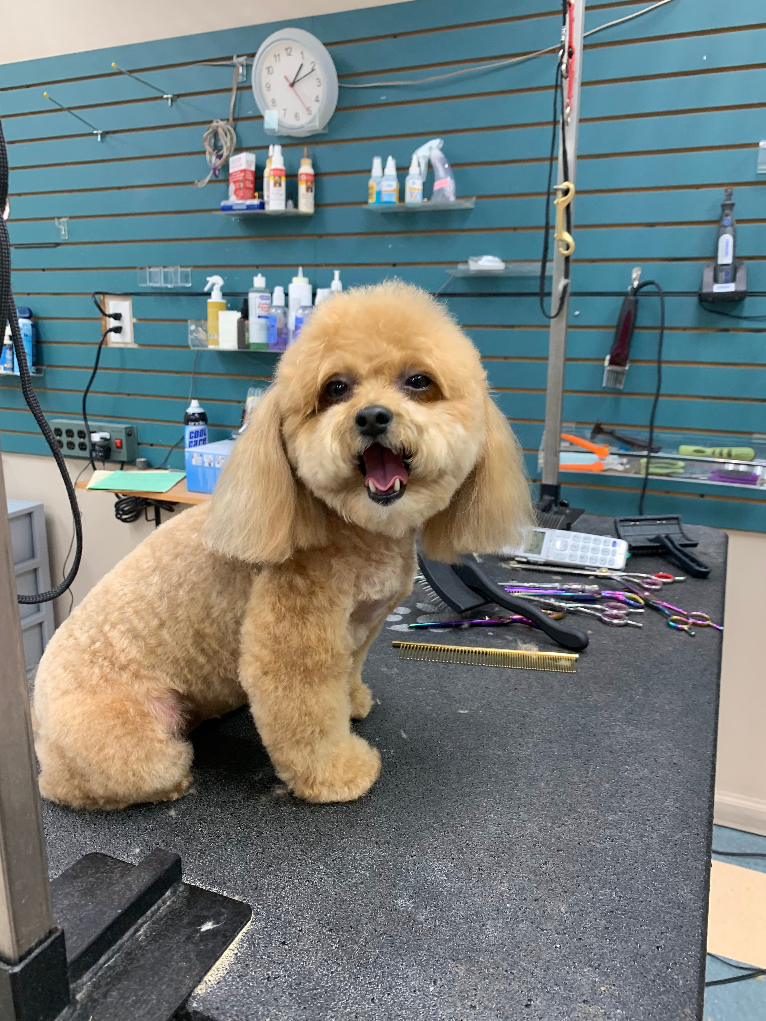 Artistic Pets - Pet groomer in Livonia, MI