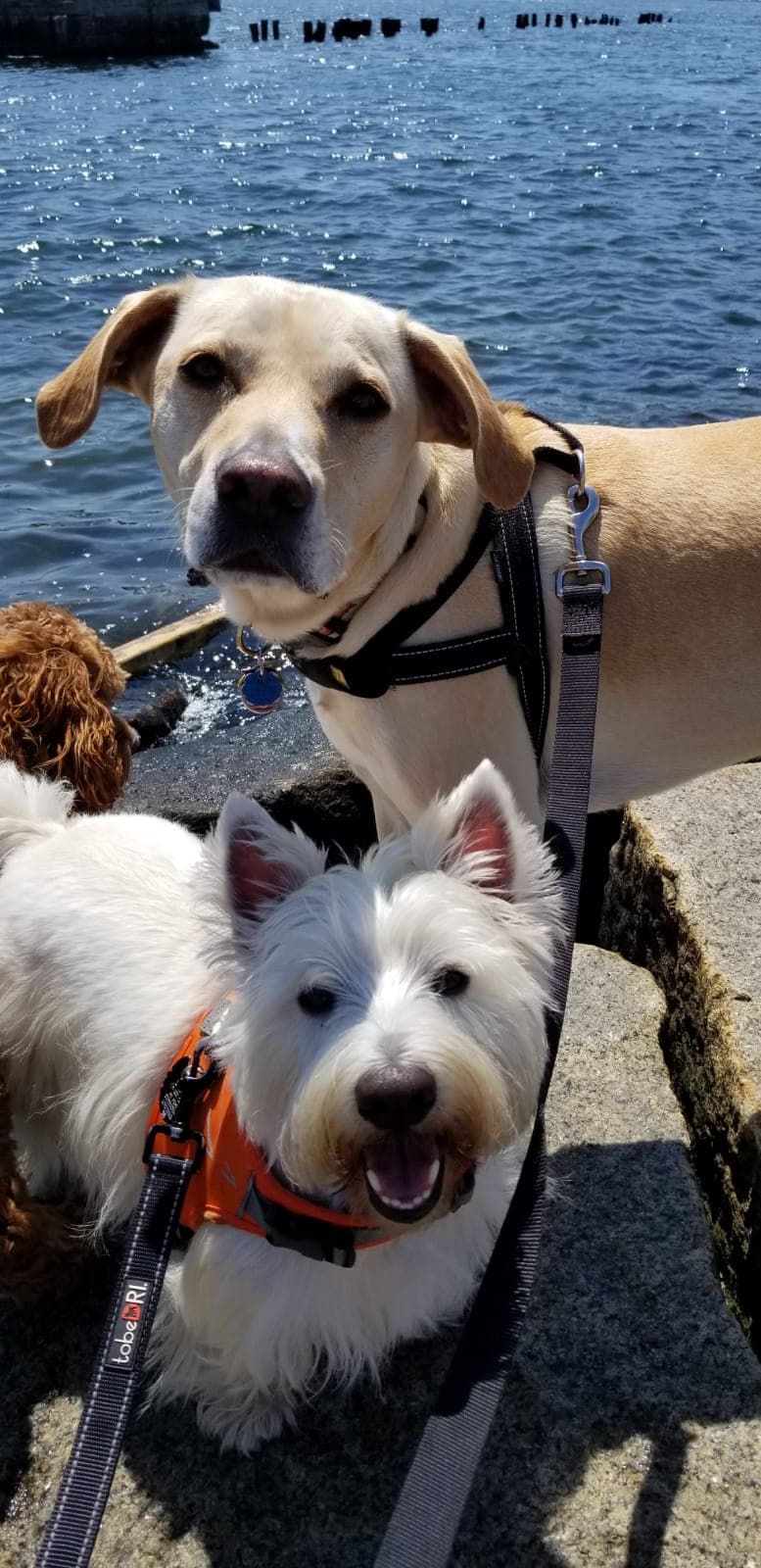 Eastie Walks - Pet groomer in Boston, MA