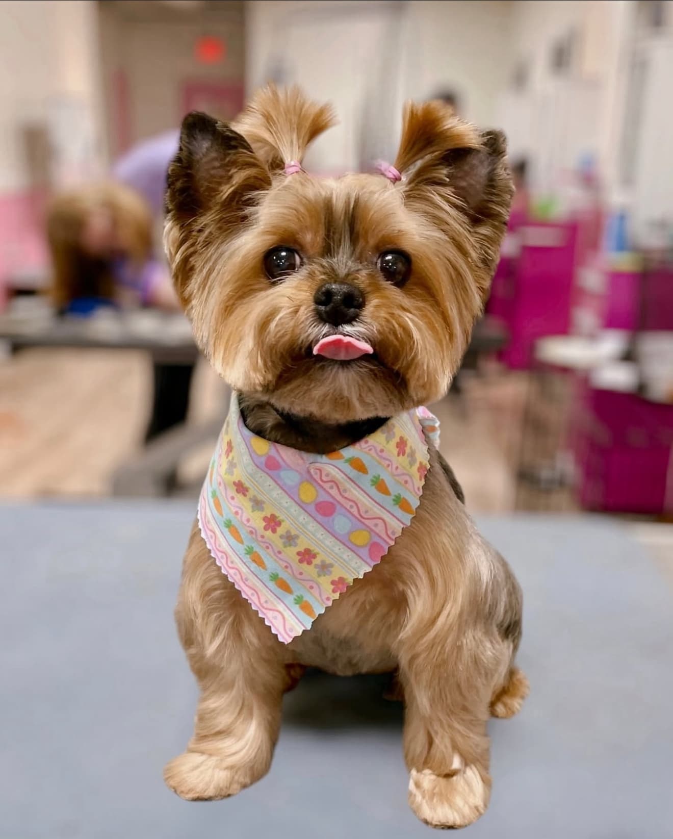 Woof Gang Bakery & Grooming South Tampa - Pet groomer in Tampa, FL