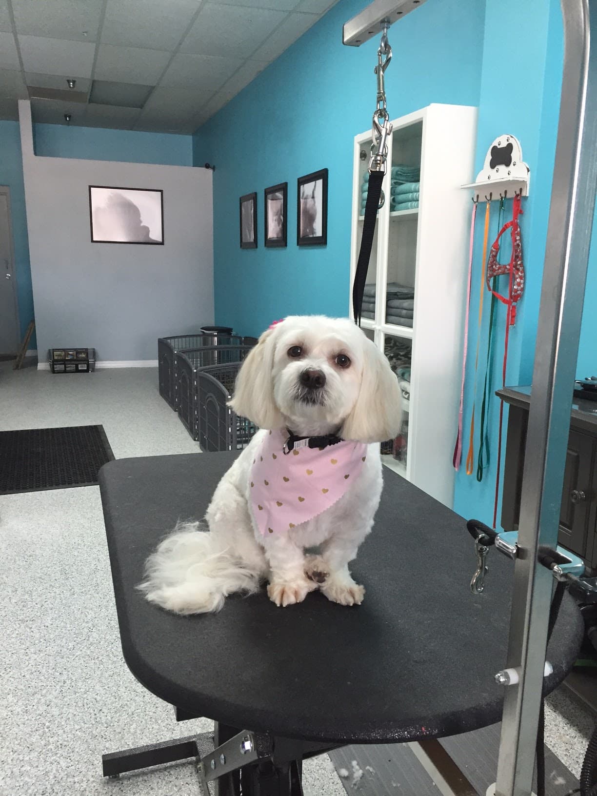 Bark Twice Pet Grooming - Pet groomer in Brandon, FL