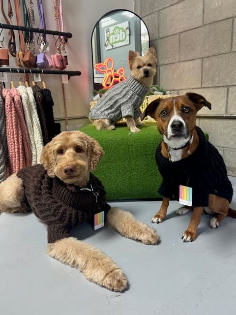 The Den Paw Spa - Pet groomer in San Diego, CA