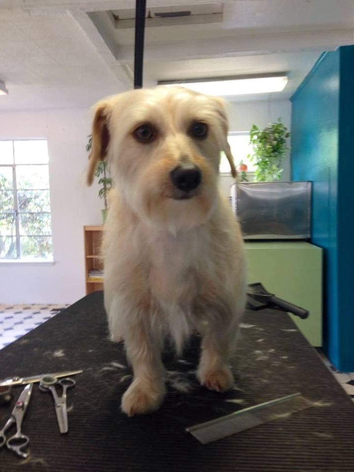 Dog Spot - Pet groomer in San Jose, CA