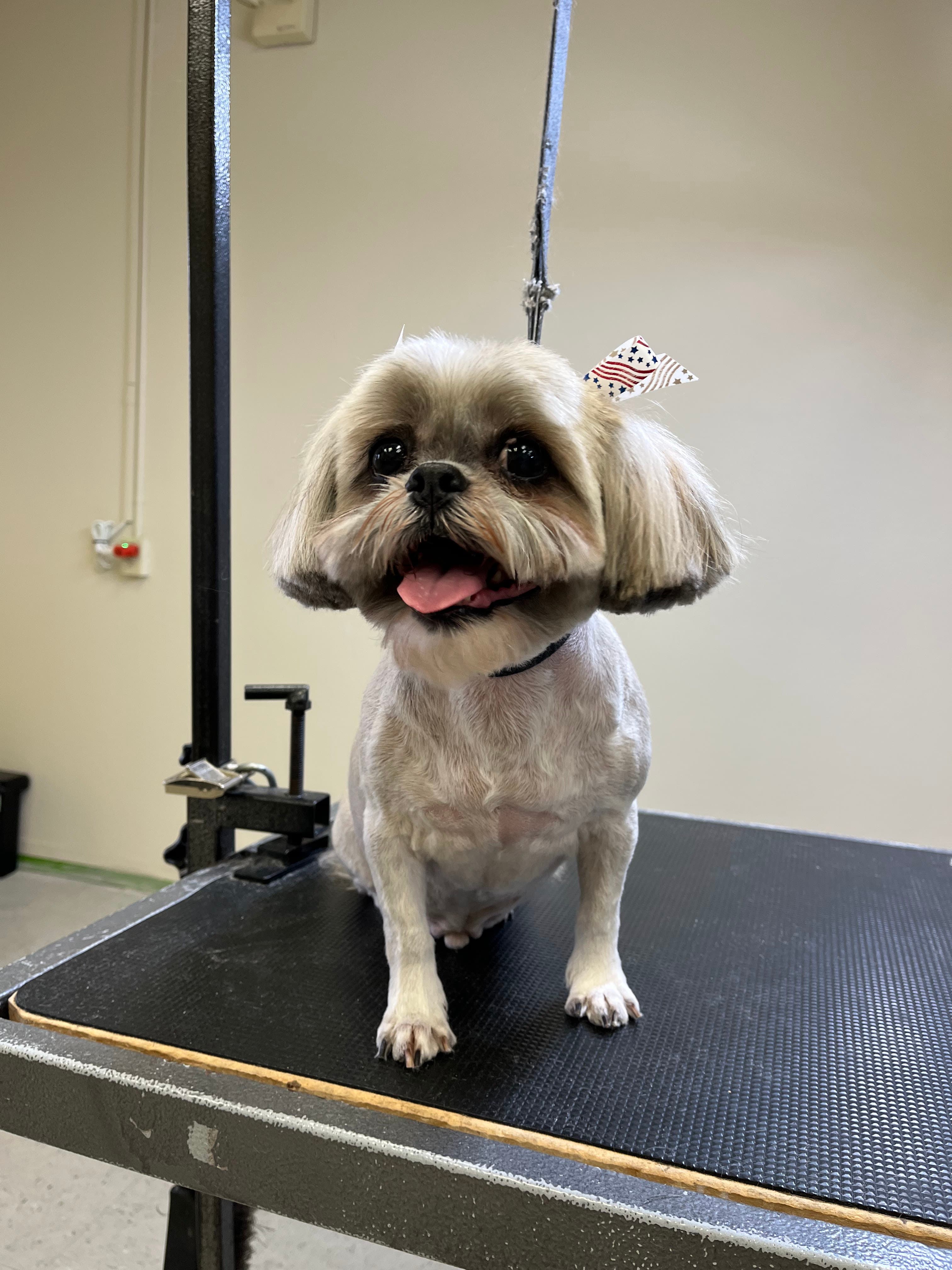 Scooby Do's Pet Grooming - Pet groomer in Tempe, AZ