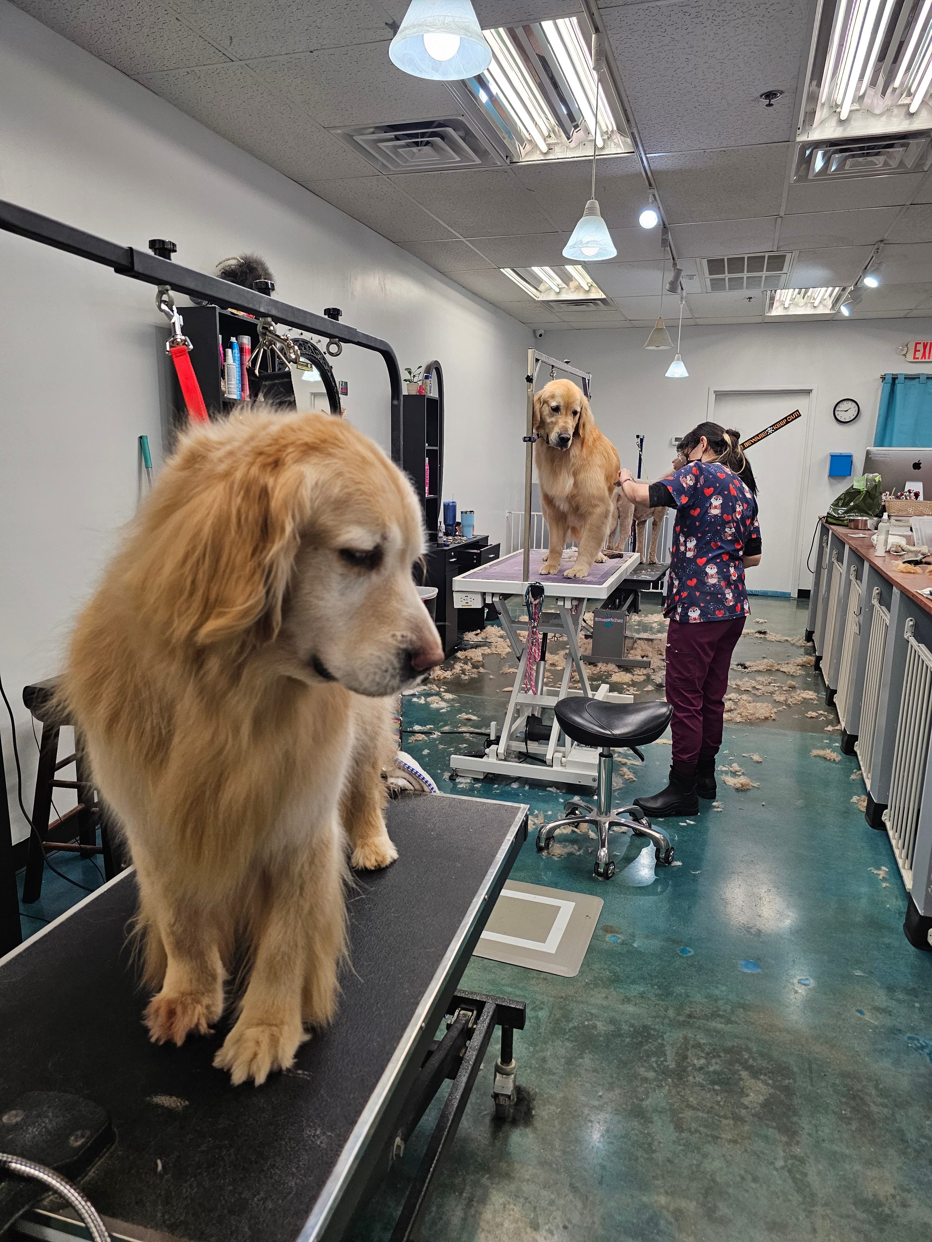 Mod Mutt Salon - Pet groomer in Austin, TX