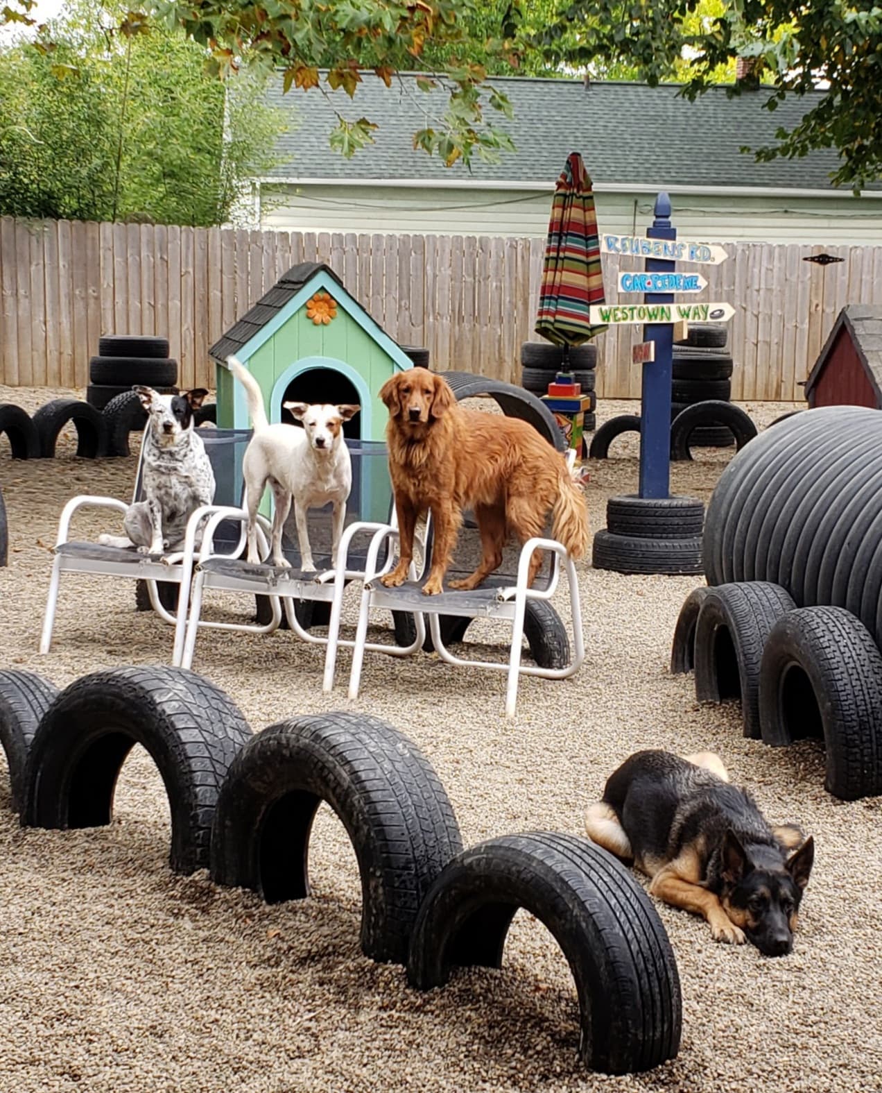 The Mutt Hutt - Pet groomer in Cleveland, OH