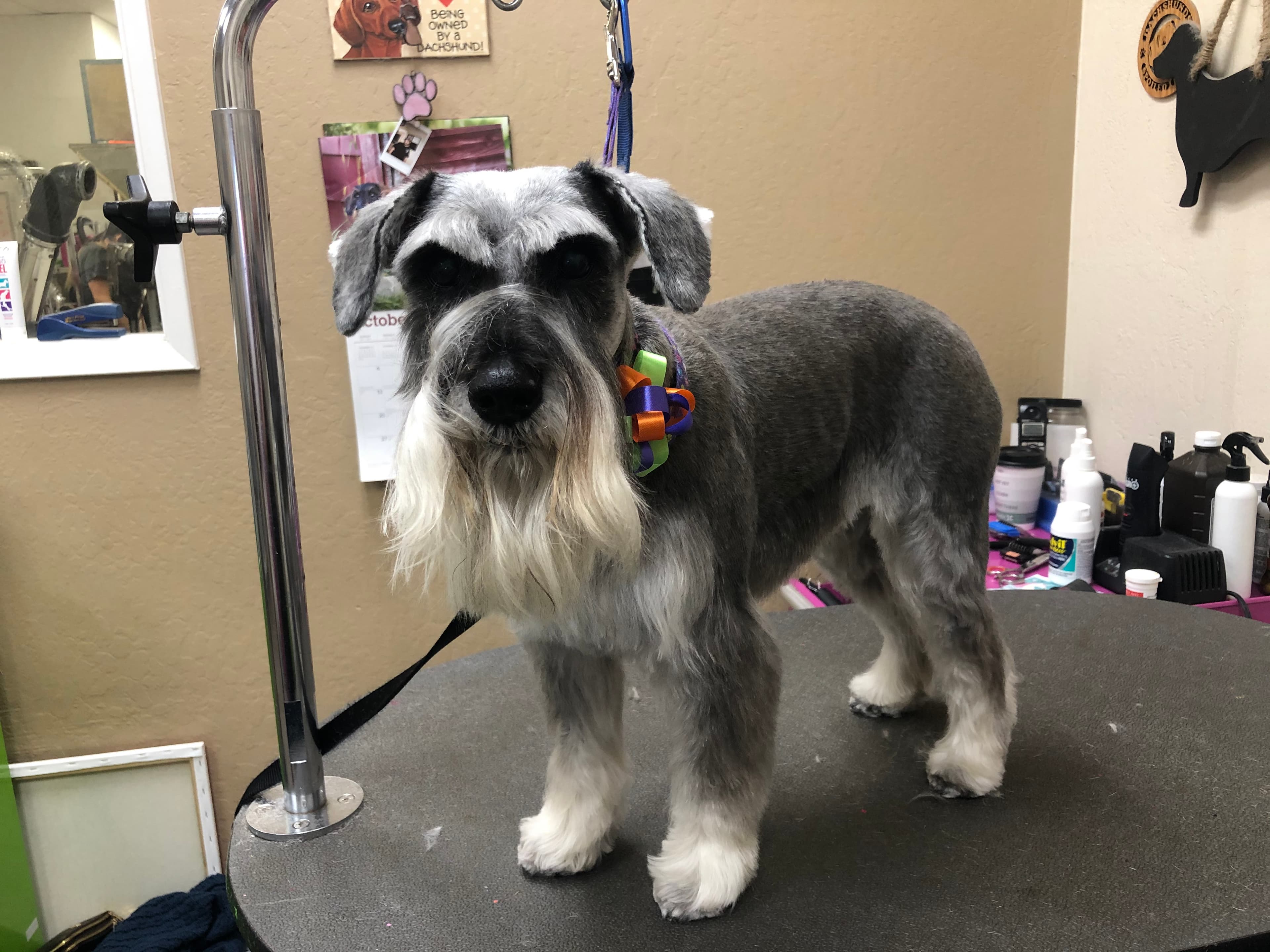 the Groomery - Pet groomer in San Jose, CA