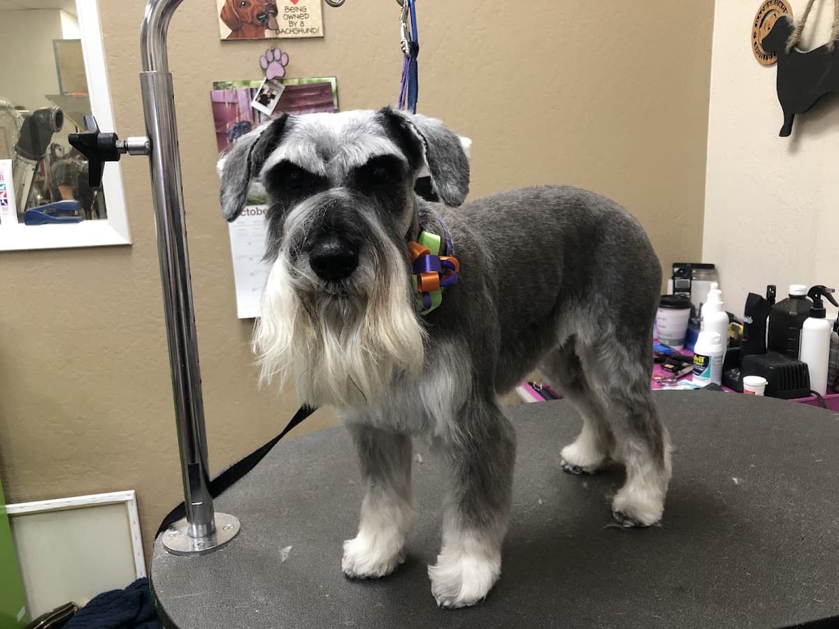 the Groomery - Pet groomer in San Jose, CA
