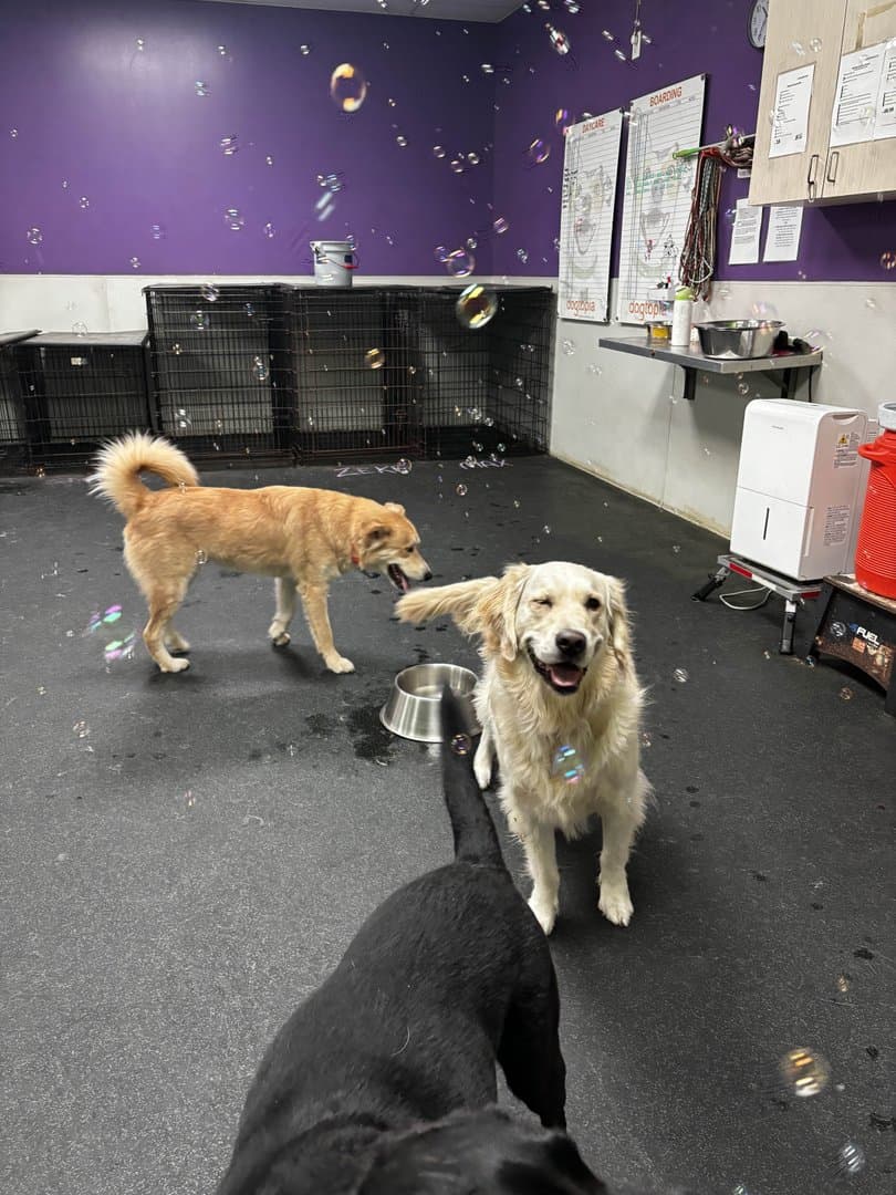 Dogtopia of North Austin - Pet groomer in Austin, TX