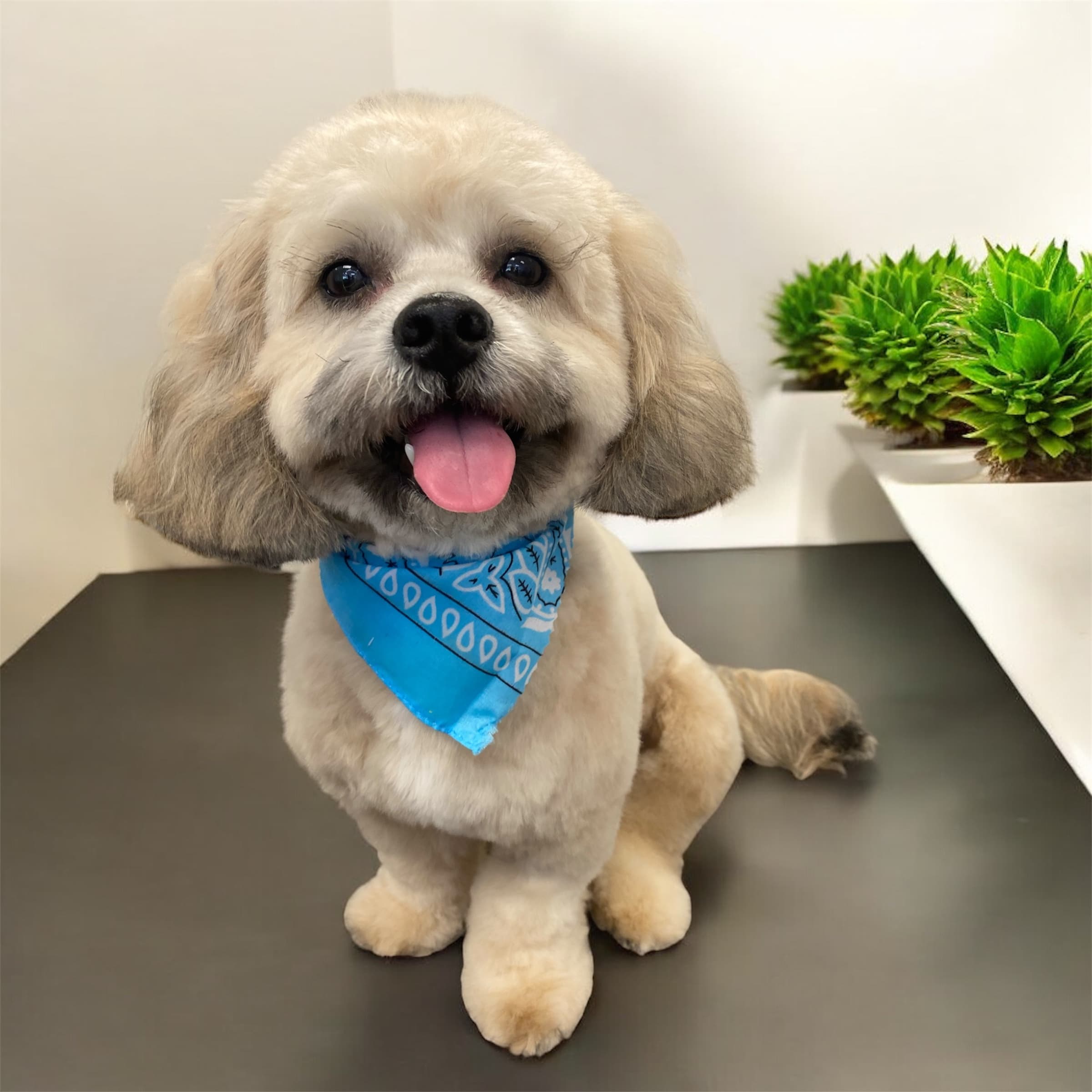 Magic Pets - Pet groomer in Orlando, FL