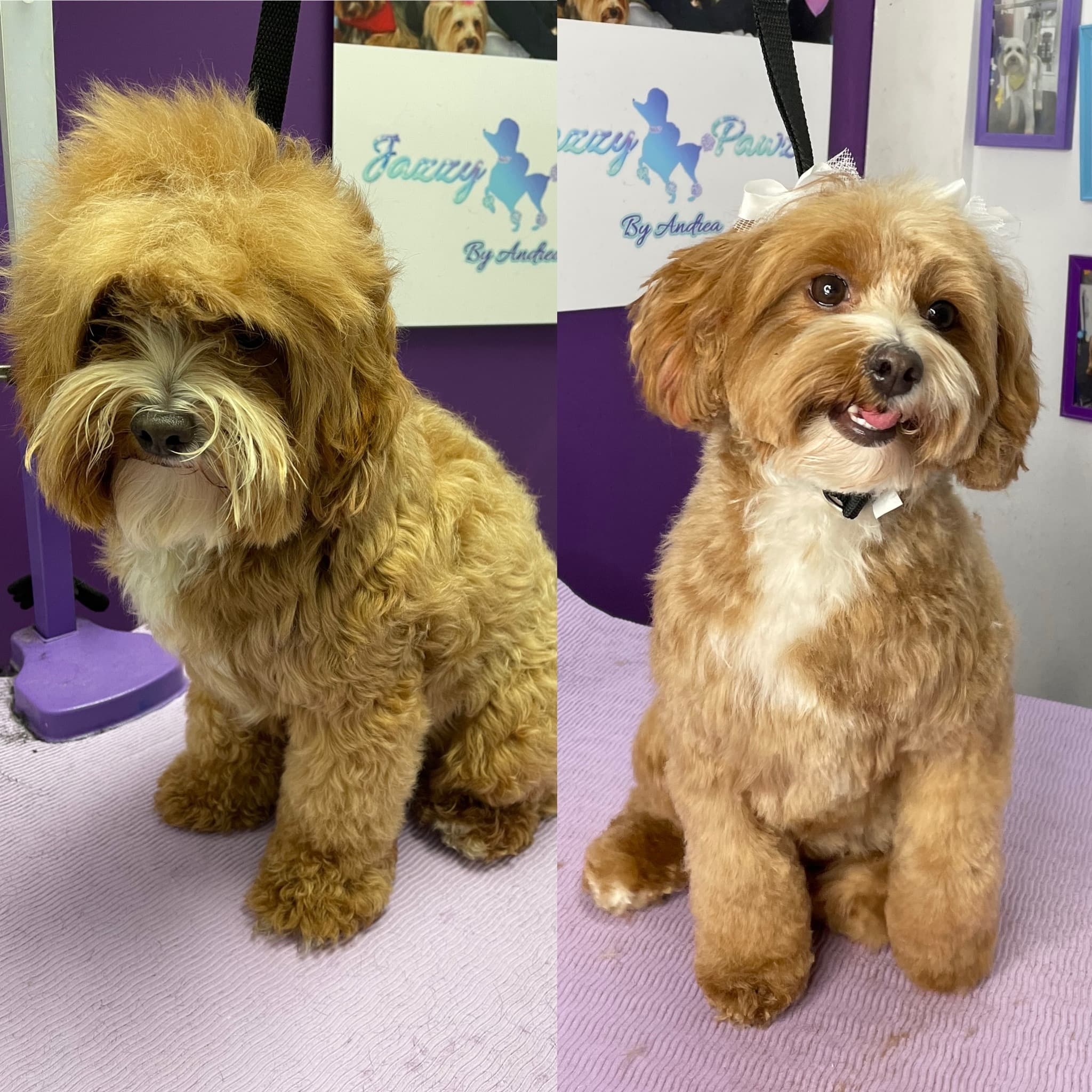 Jazzy Pawz By Andrea - Pet groomer in Atlanta, GA