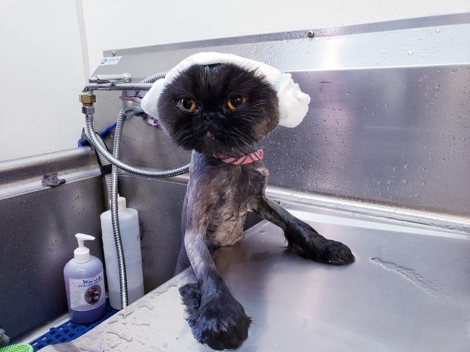 Meow Cat Grooming - Pet groomer in Los Angeles, CA