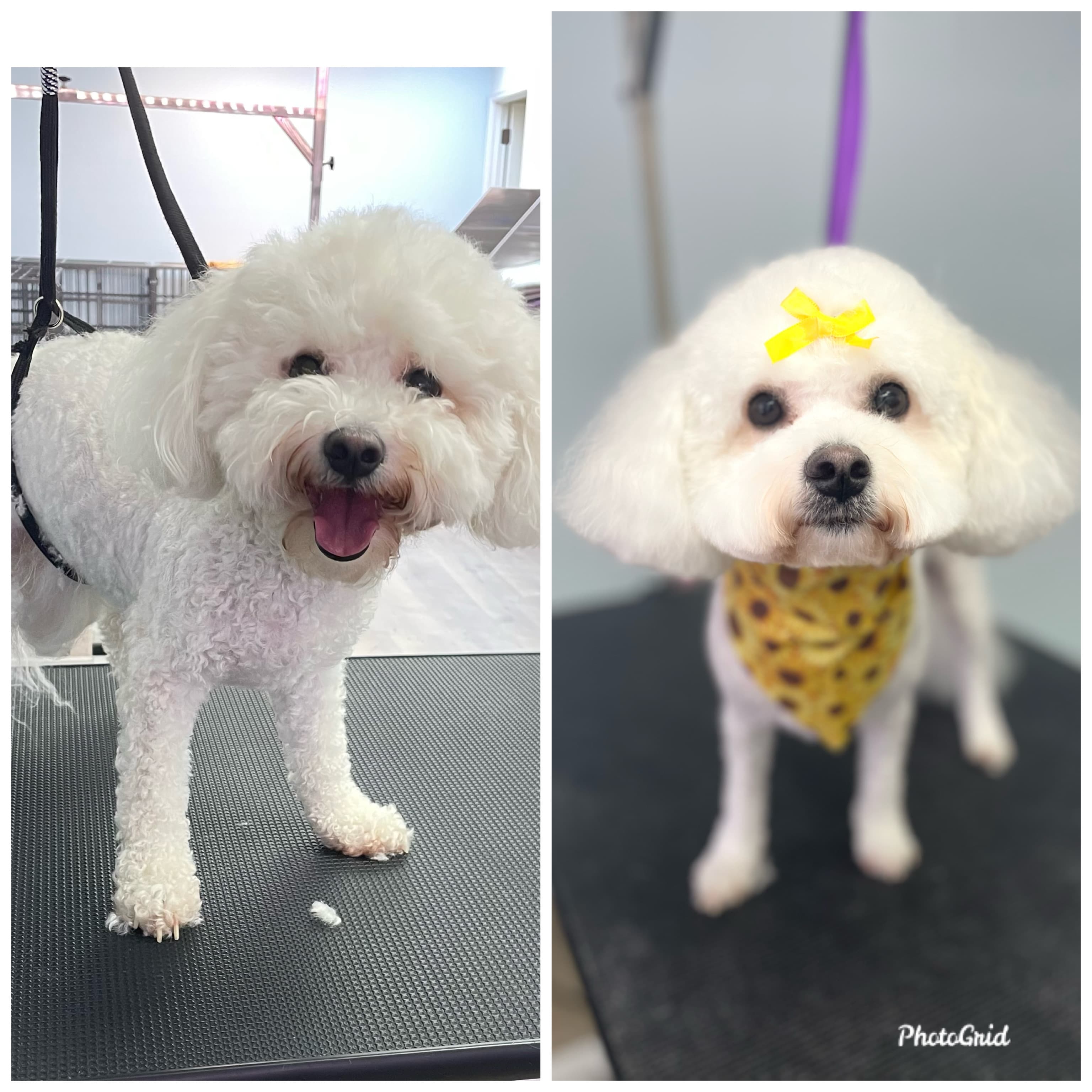 Grooming by Jaime - Pet groomer in Tampa, FL