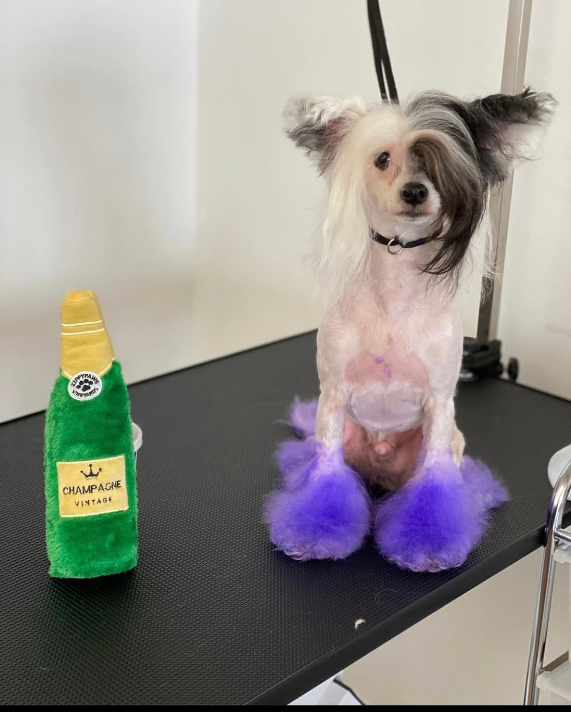 Pooch la vie - Pet groomer in Philadelphia, PA