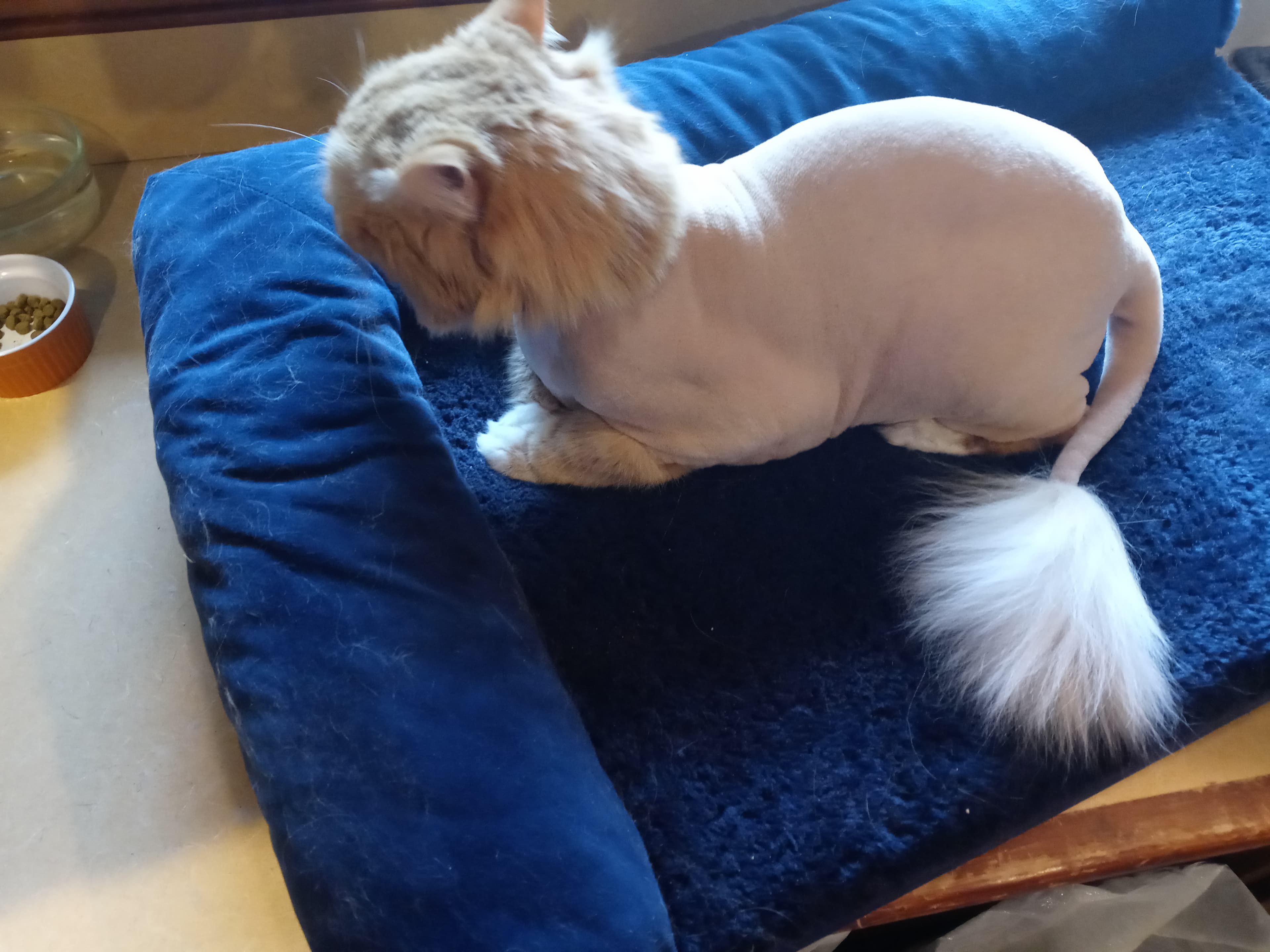 Supurr Cats - Pet groomer in Portland, OR