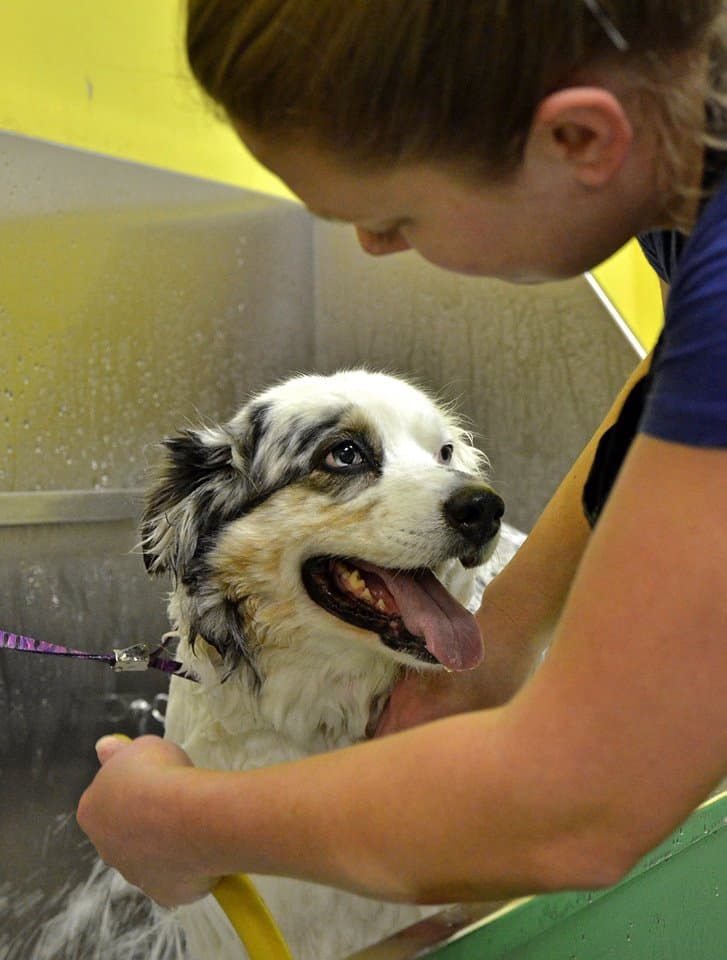 Pettersson Pet (Go Pet Go) - Pet groomer in Kansas City, MO