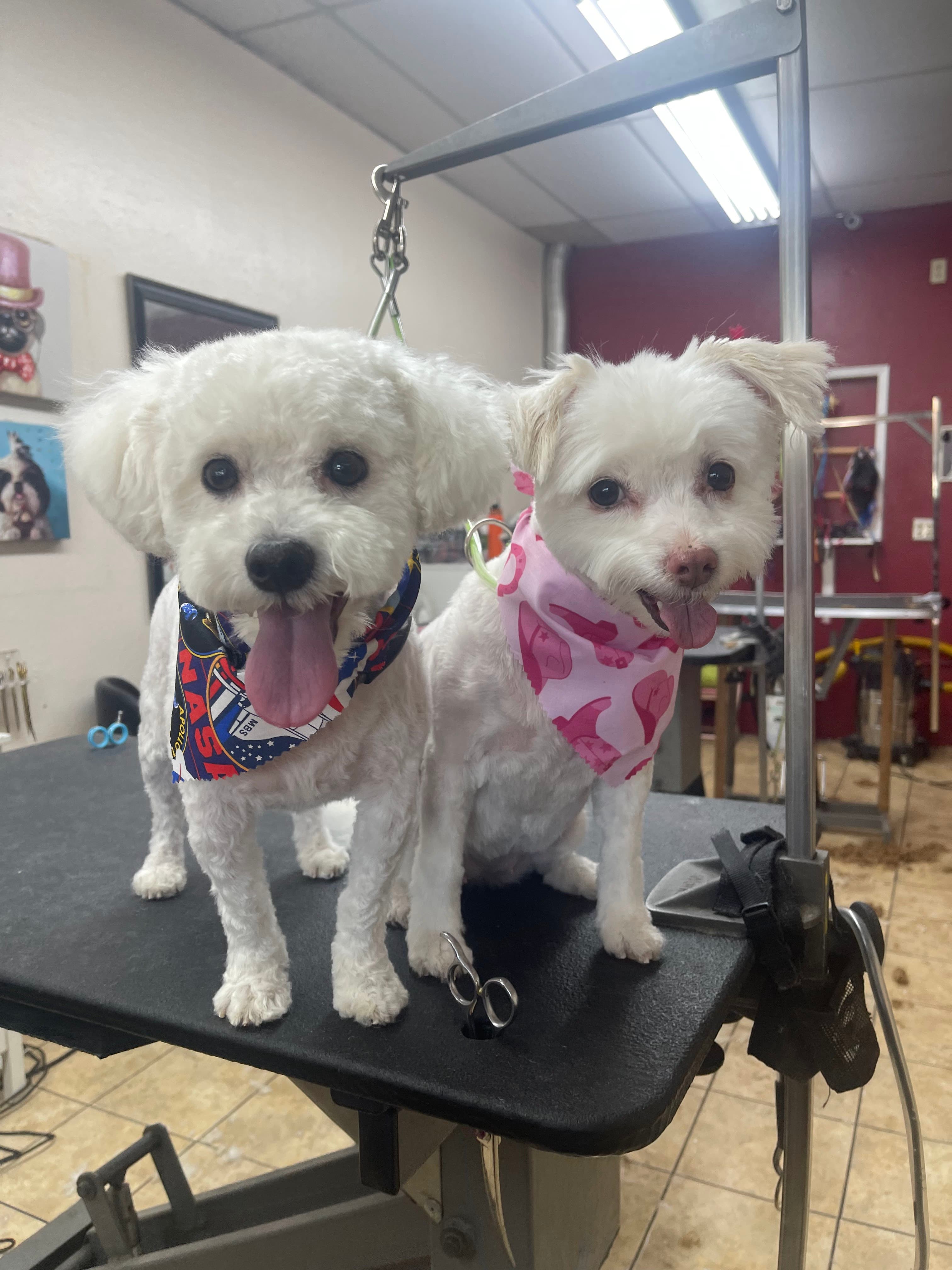 Superior Pet Grooming - Pet groomer in Sacramento, CA