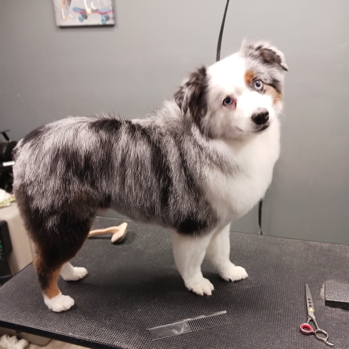 Groomology - Pet groomer in Fair Oaks, CA
