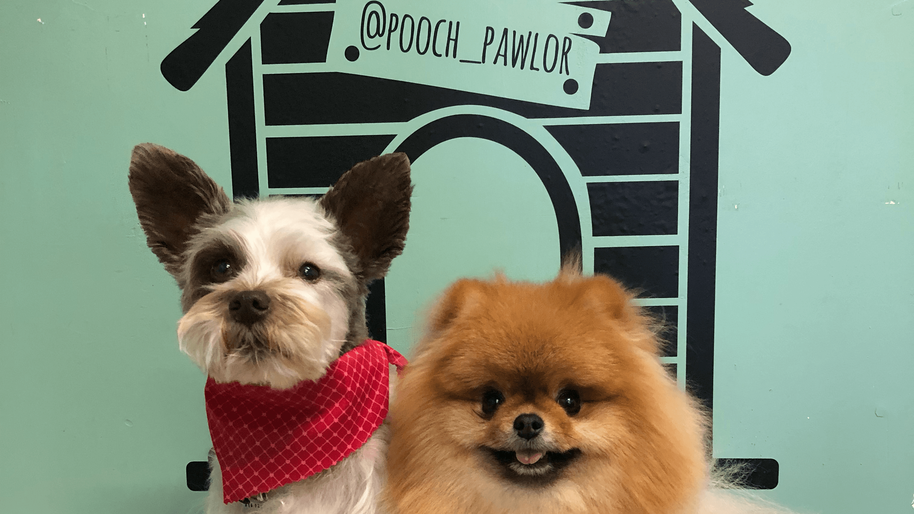 Angie's Pooch Pawlor - Pet groomer in Hollywood, CA