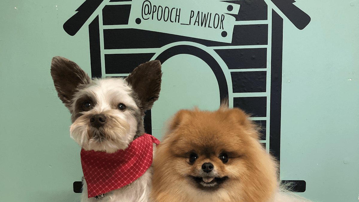 Angie's Pooch Pawlor - Pet groomer in Hollywood, CA
