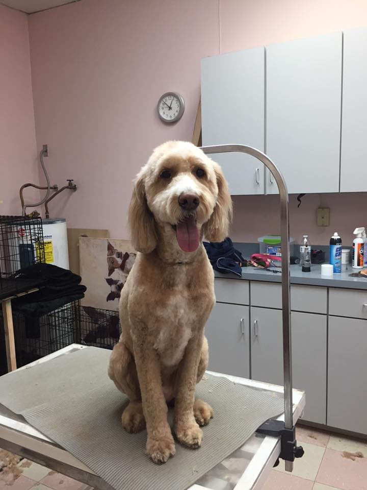 South Point Pet Spa - Pet groomer in Tempe, AZ