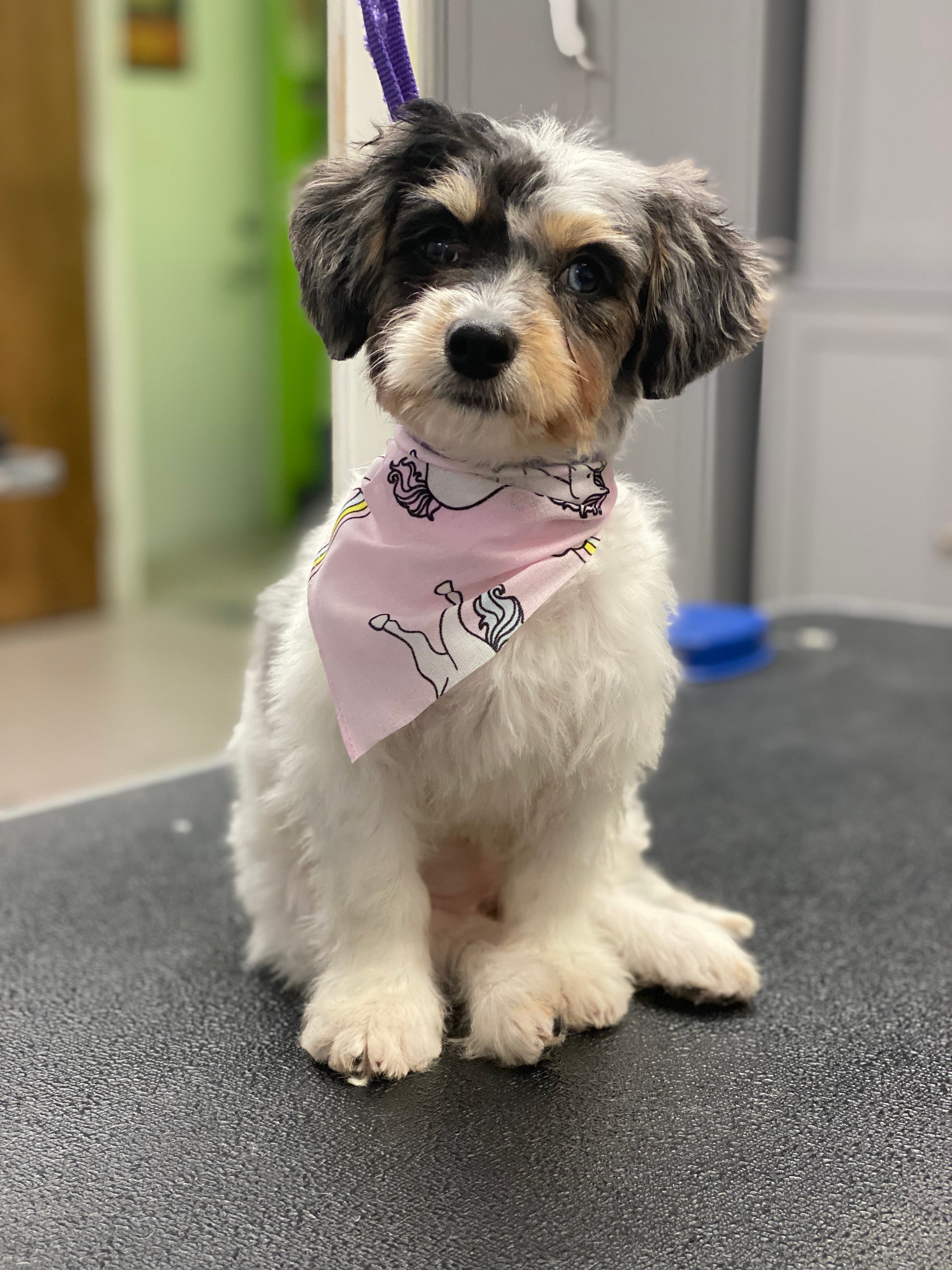 Gary's Professional Dog Grooming - Pet groomer in Cincinnati, OH