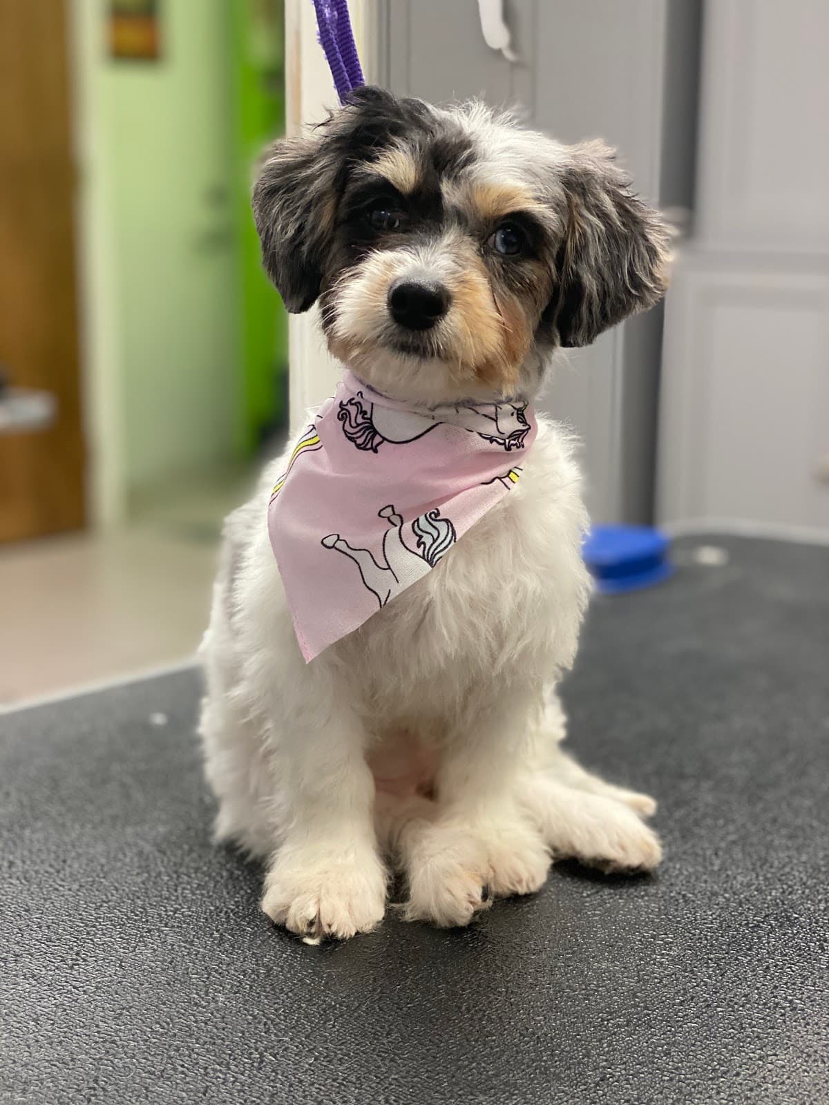 Gary's Professional Dog Grooming - Pet groomer in Cincinnati, OH
