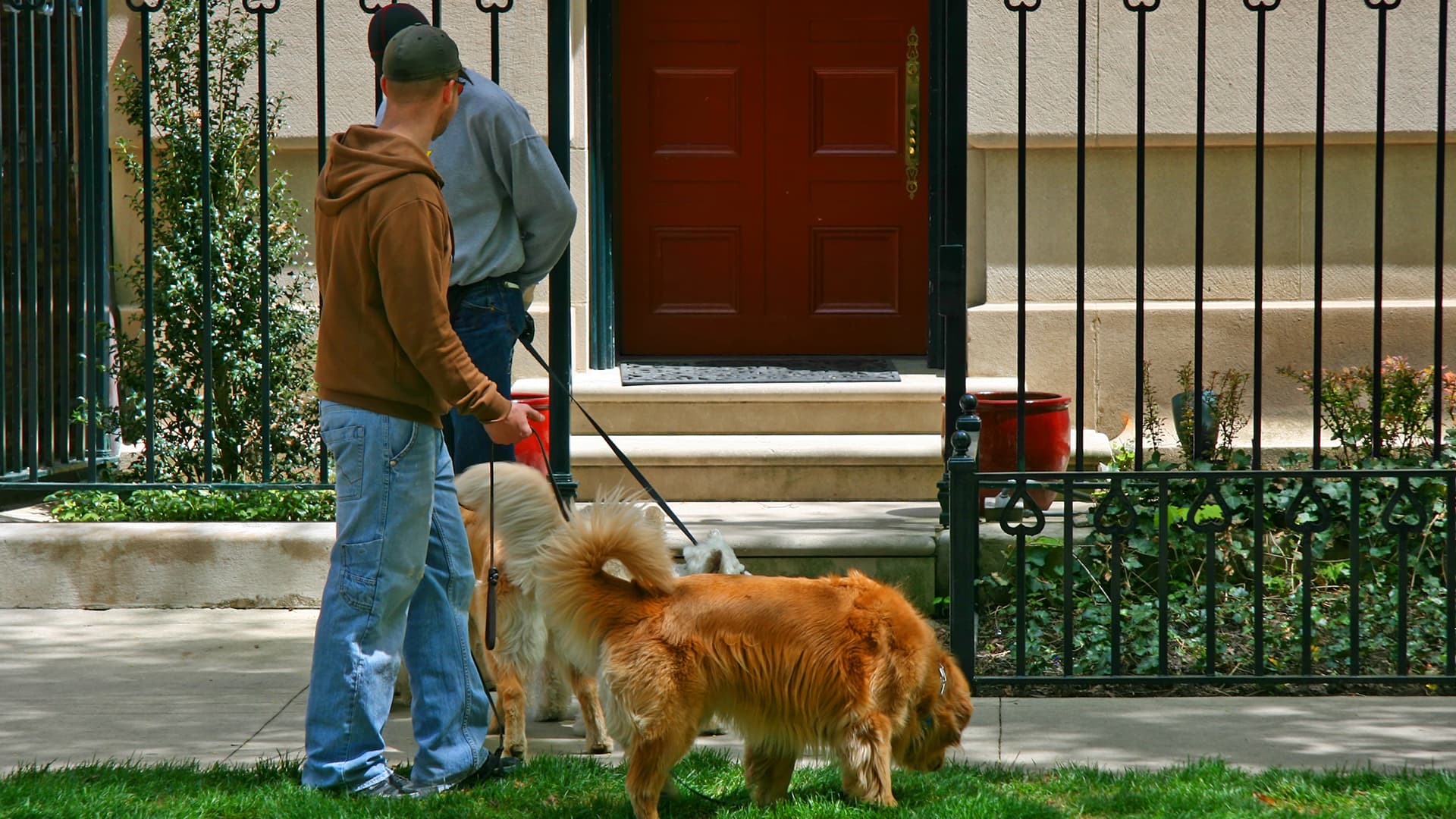 Belltown Dog Walker - Pet groomer in Seattle, WA