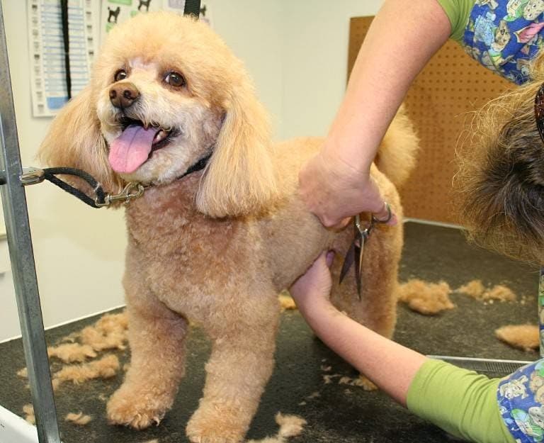 Claudia's Paws & Claws - Pet groomer in Gainesville, FL