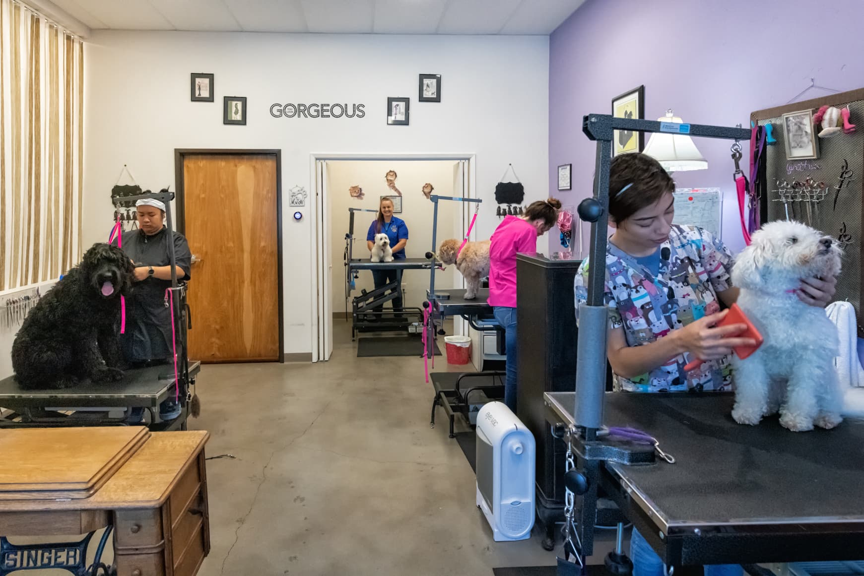 Pet Stylista - Pet groomer in Sacramento, CA