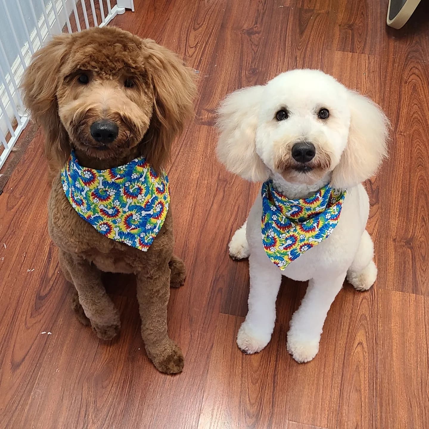 Grooming in Paradise - Pet groomer in Waipahu, HI