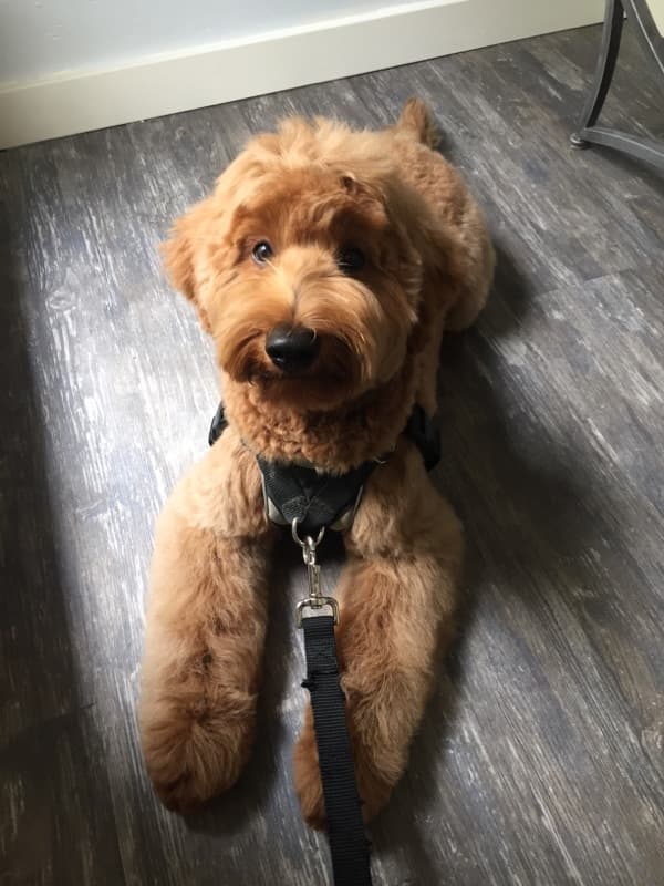 Grooming Arts Northwest - Pet groomer in Portland, OR