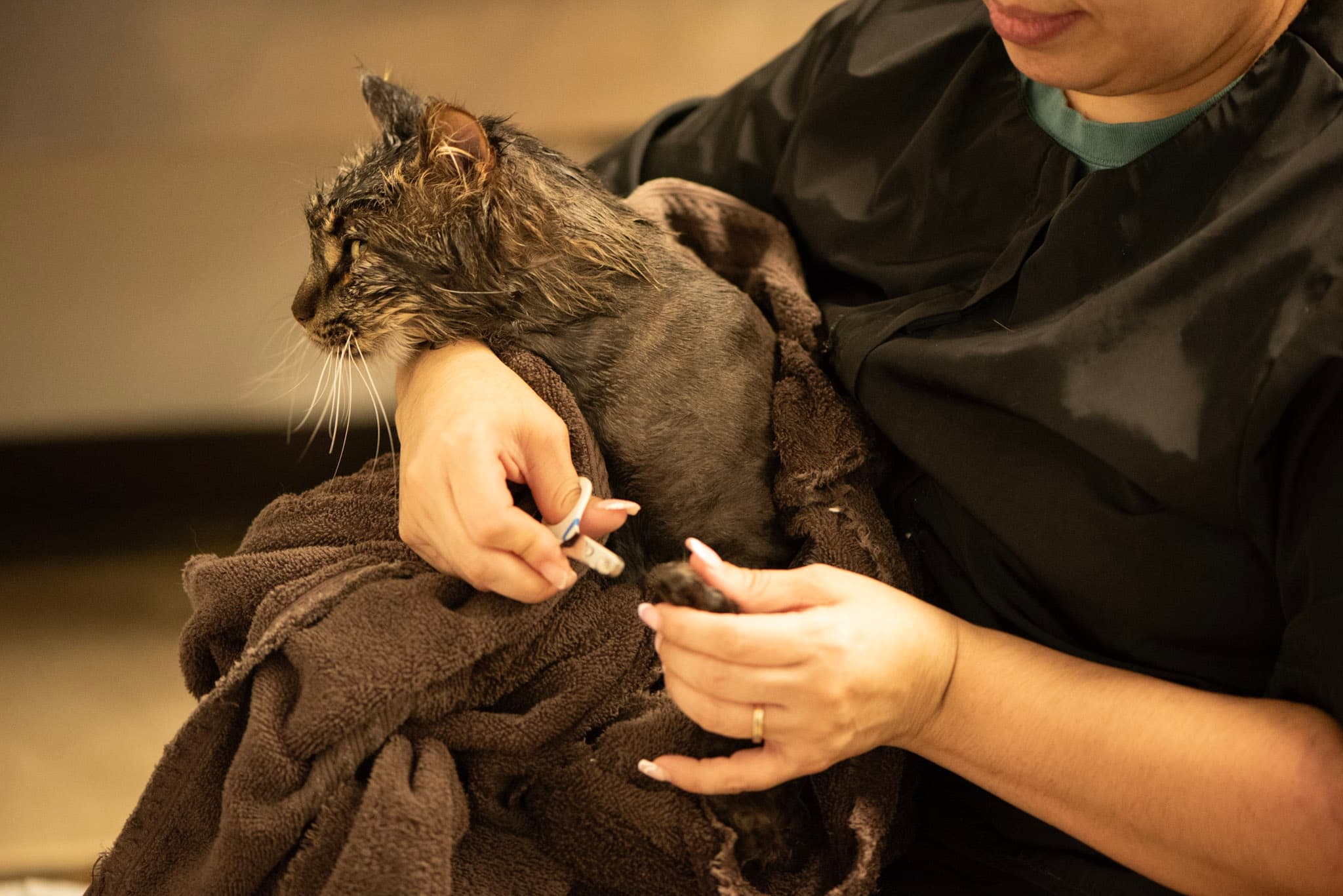 The Cat Connection - Pet groomer in Dallas, TX