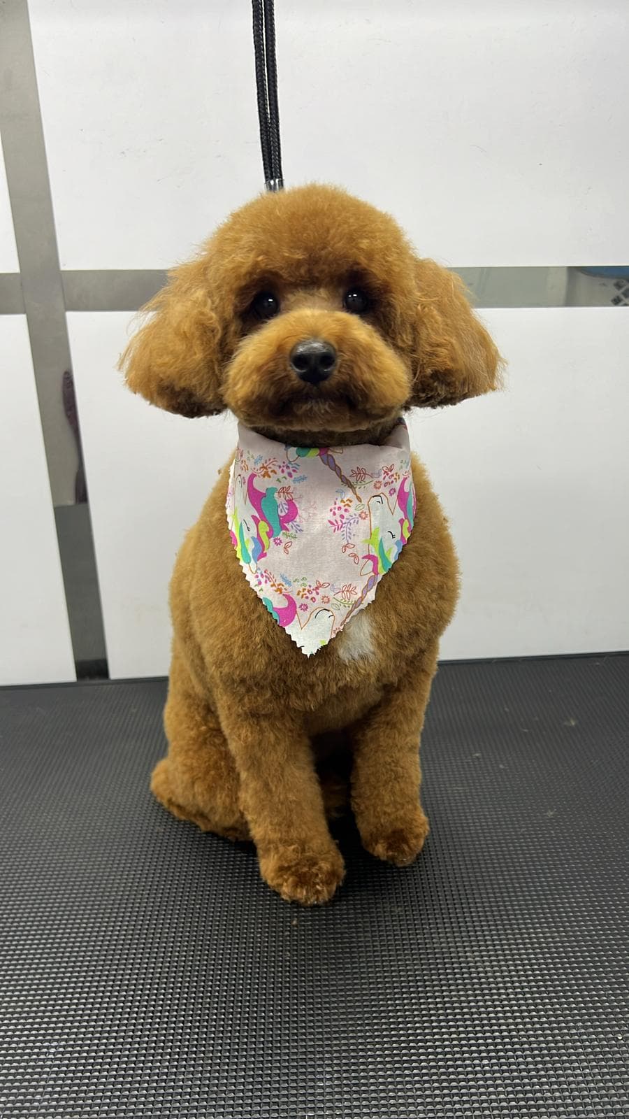 Fluffy Friends Mobile Grooming - Pet groomer in Orlando, FL