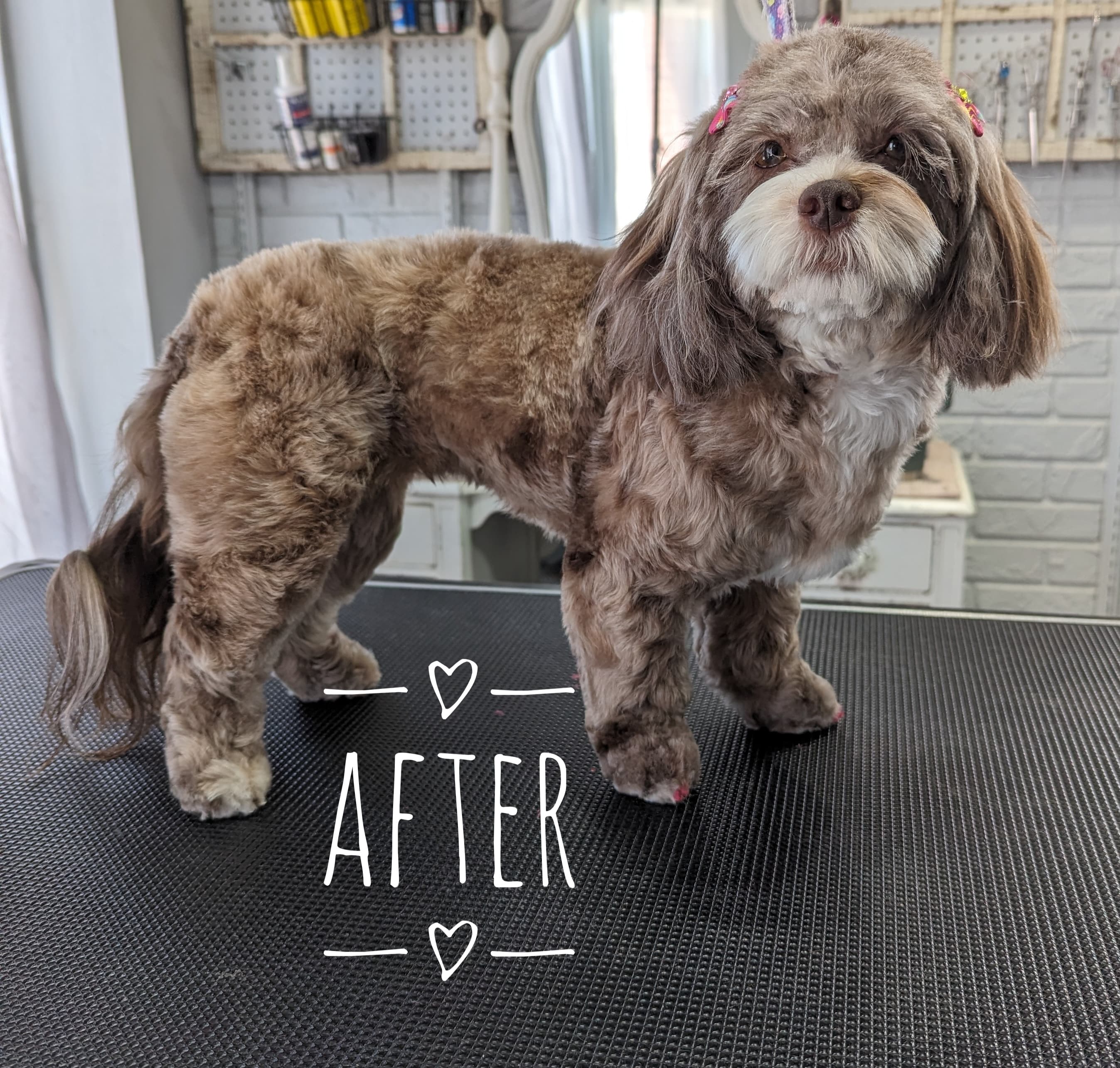 Xcel Pet Spa - Pet groomer in Independence, MO