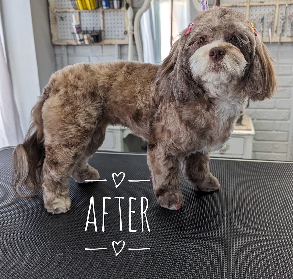 Xcel Pet Spa - Pet groomer in Independence, MO